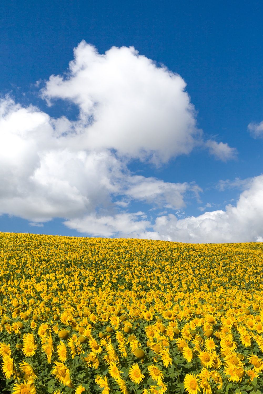Sonnenblumenfeld, Weiße Wolken, Blauer Himmel, Sommer, Gelb, Android-Hintergrundbild