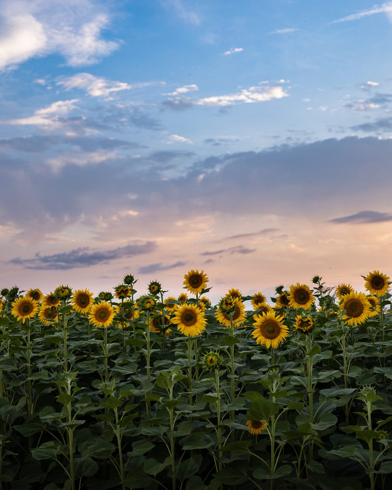 Sonnenblumenfeld, Abendhimmel, Wolken, Sonnenblumen, Landschaft, Hintergrundbild fürs Tablet