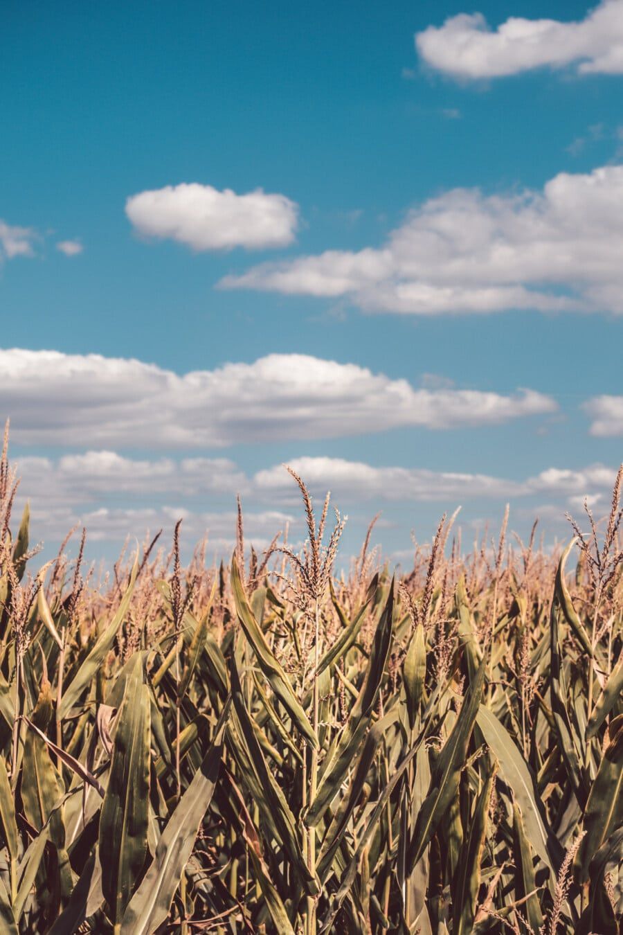 Maisfeld, Trockene Maispflanzen, Blauer Himmel, Wolken, Herbst, HD, Handy-Hintergrund