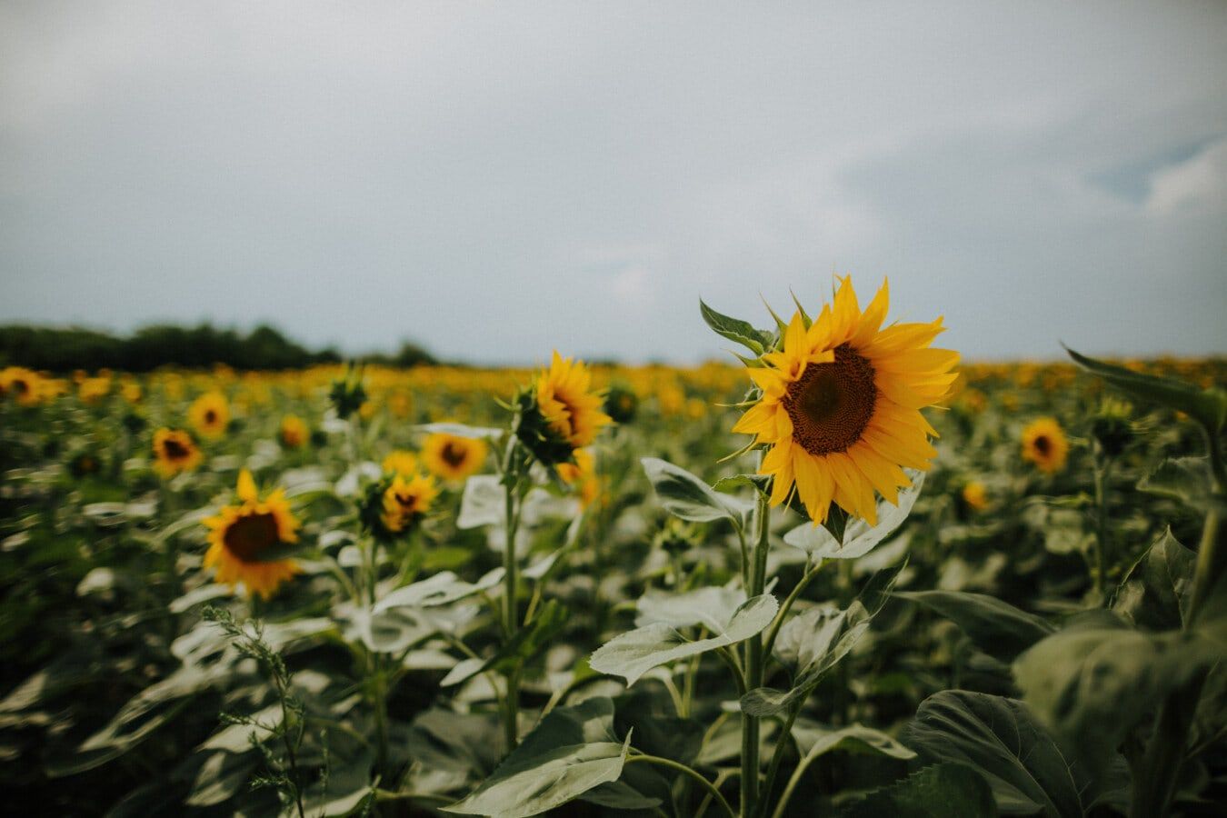 Sonnenblume, Sonnenblumenfeld, Bewölkter Himmel, Nahaufnahme, Gelbe Blüte, HD, Desktop-Hintergrund
