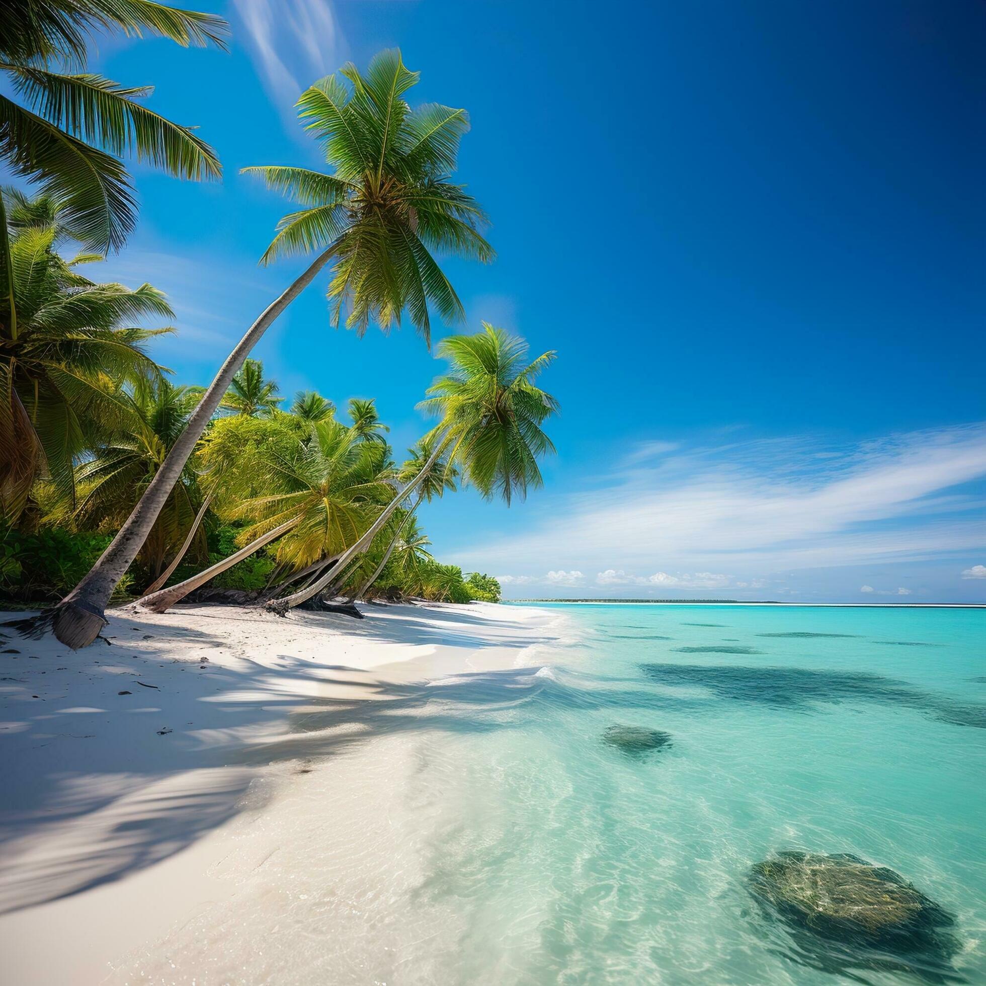 Palmen, Weißer Sand, Türkises Wasser, Blauer Himmel, Karibik, Hintergrundbild fürs Tablet