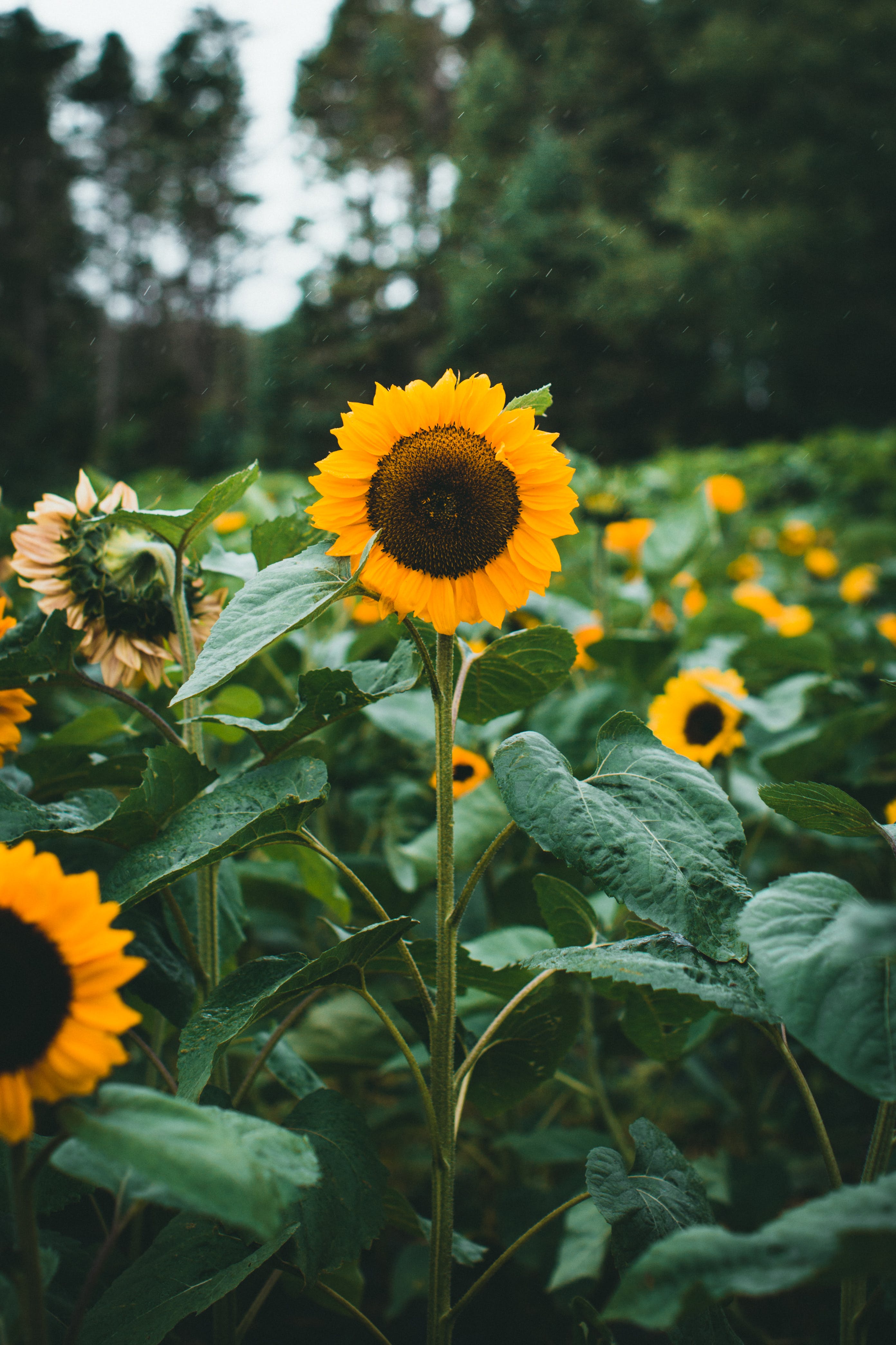 Sonnenblumen, Blätter, Bäume, Gelbe Blüten, Sommer, QHD+, Hintergrundbild fürs Handy