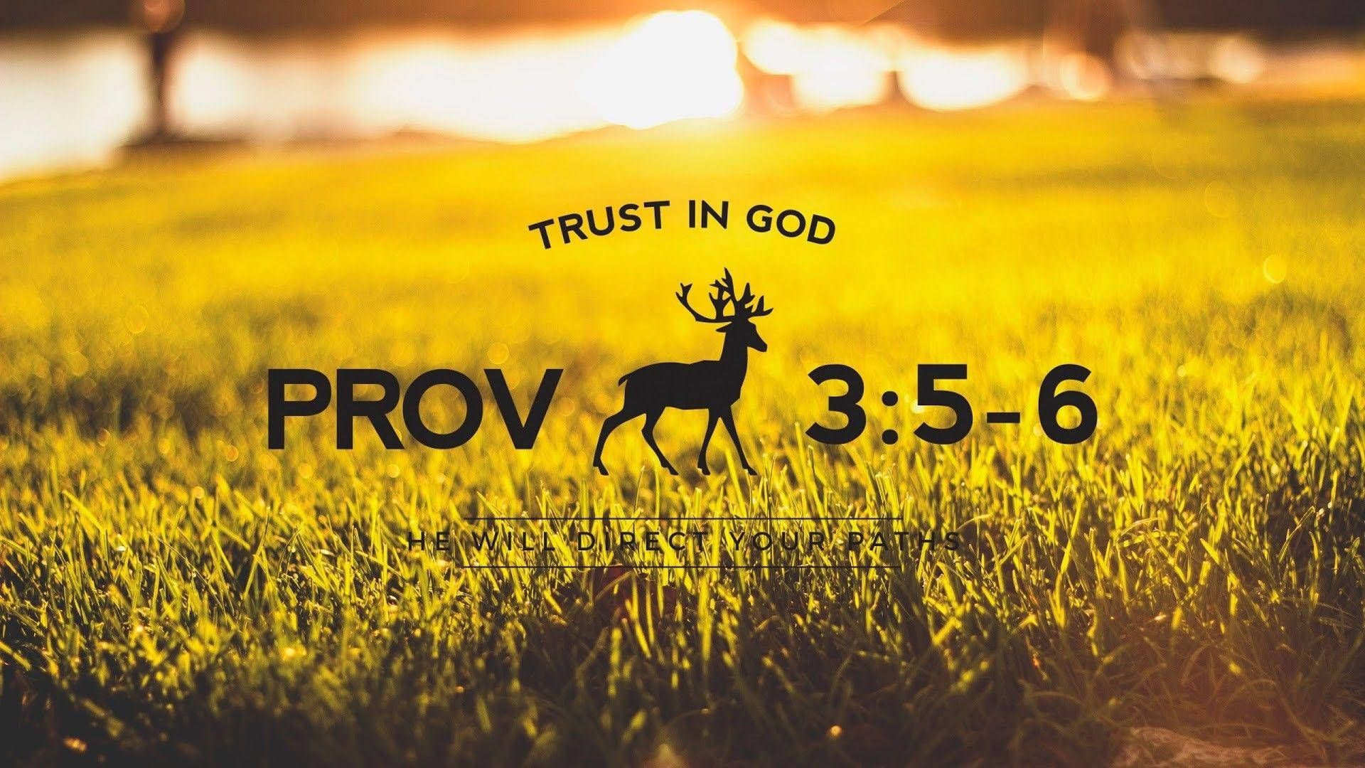 Sprüche 3,5-6, Trust in God, Hirsch, Bibelvers, Wiese, Goldenes Licht, Full HD, PC-Hintergrundbild