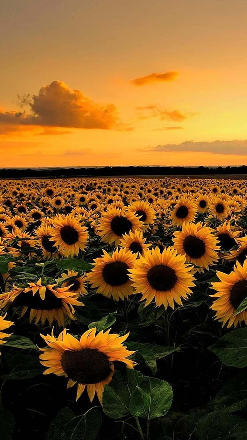 Sonnenblumenfeld, Sonnenuntergang, Orange Himmel, Sonnenblumen, Wolken, Sperrbildschirm fürs iPhone
