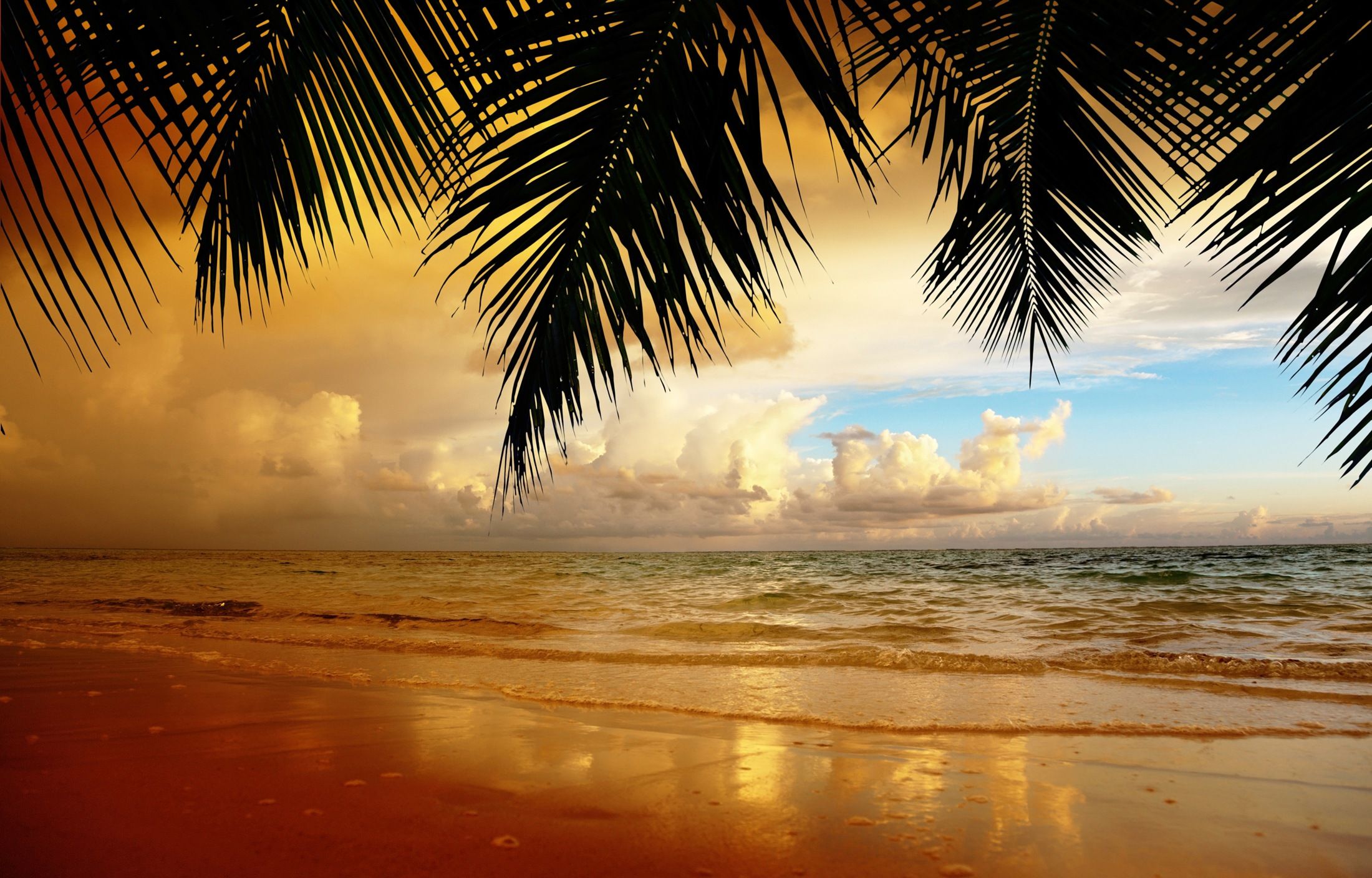 Palmblätter, Sonnenuntergang, Goldenes Licht, Wolken, Meer, Full HD, Laptop-Hintergrundbild