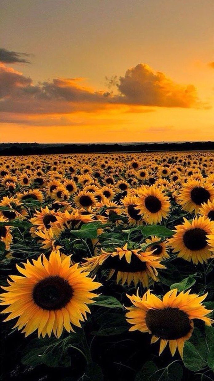 Sonnenblumenfeld, Sonnenuntergang, Orange Himmel, Sonnenblumen, Abend, Android-Hintergrundbild