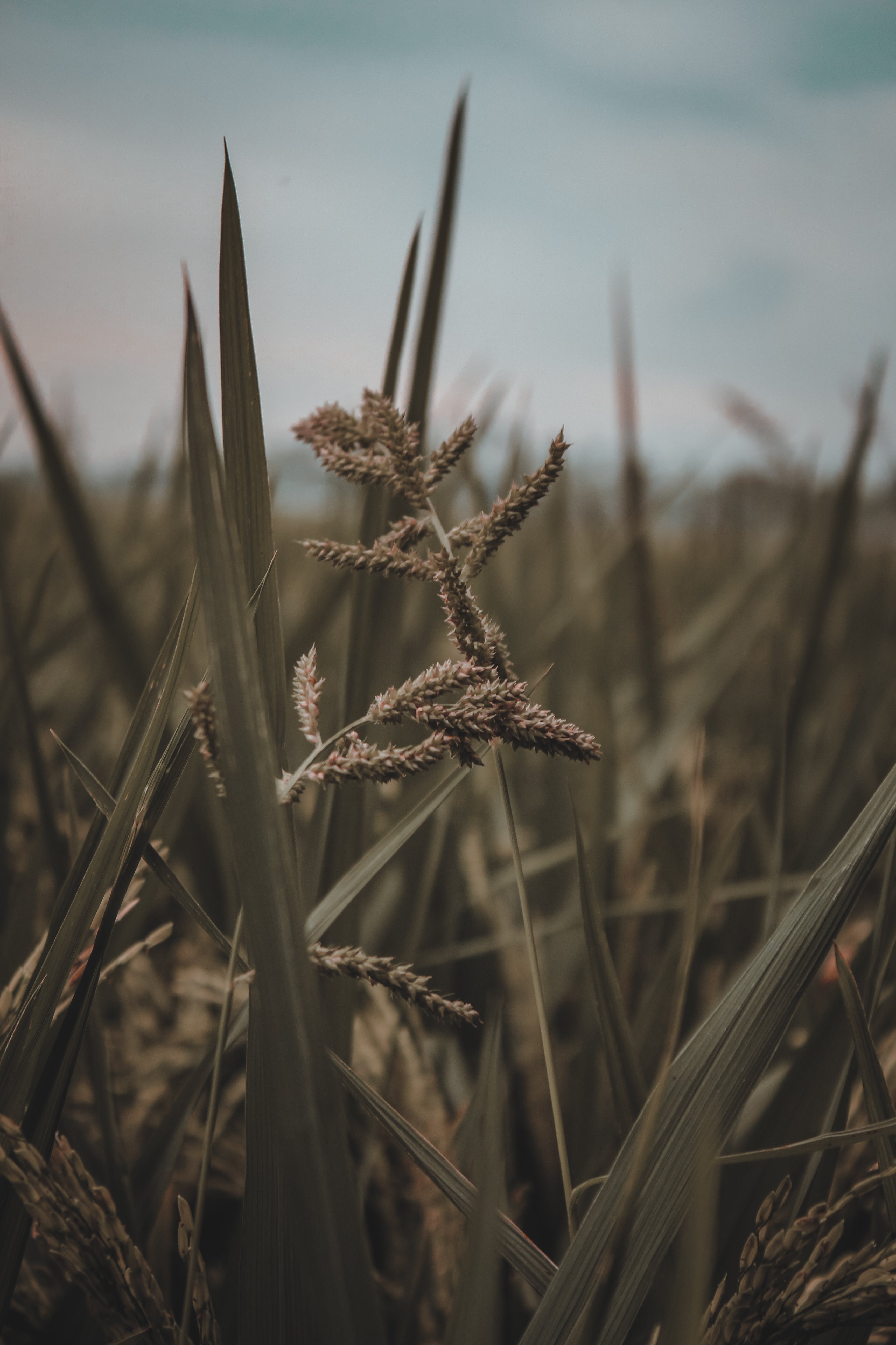 Gräser, Ähren, Feld, Nahaufnahme, Gedämpfte Farben, QHD+, Handy-Hintergrund im Hochformat