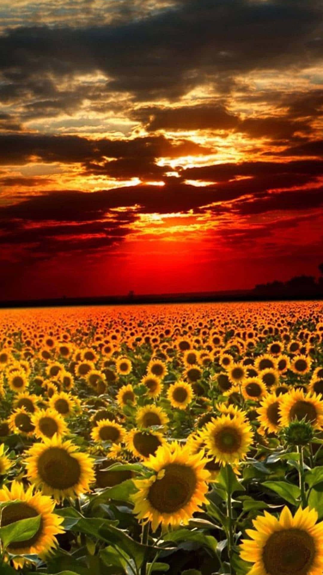 Sonnenblumenfeld, Roter Himmel, Sonnenuntergang, Dunkle Wolken, Dramatisch, Full HD, iPhone-Hintergrundbild