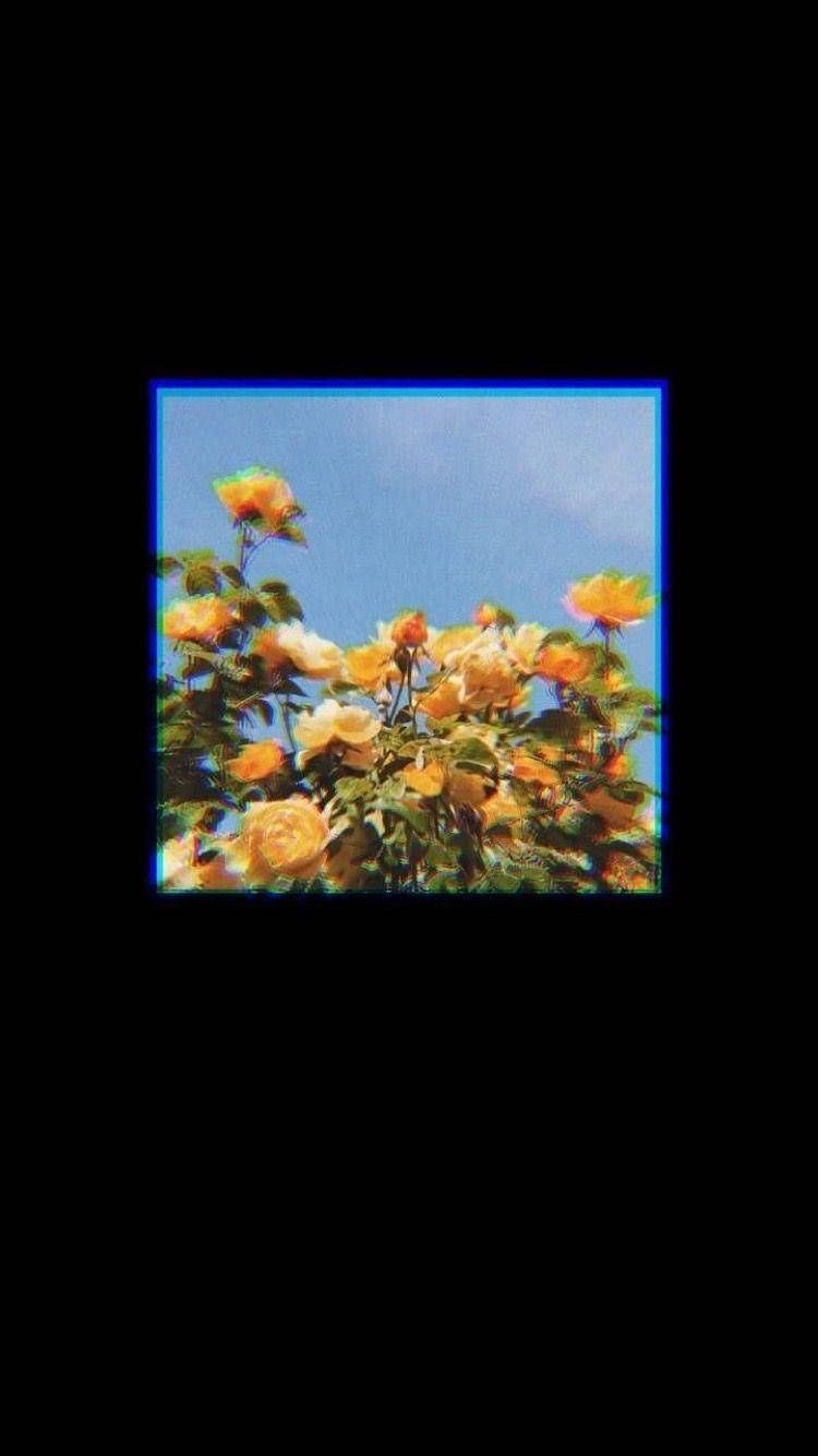 Gelbe Blumen, Blauer Himmel, Rahmen, Schwarzer Hintergrund, Sommer, Sperrbildschirm fürs iPhone
