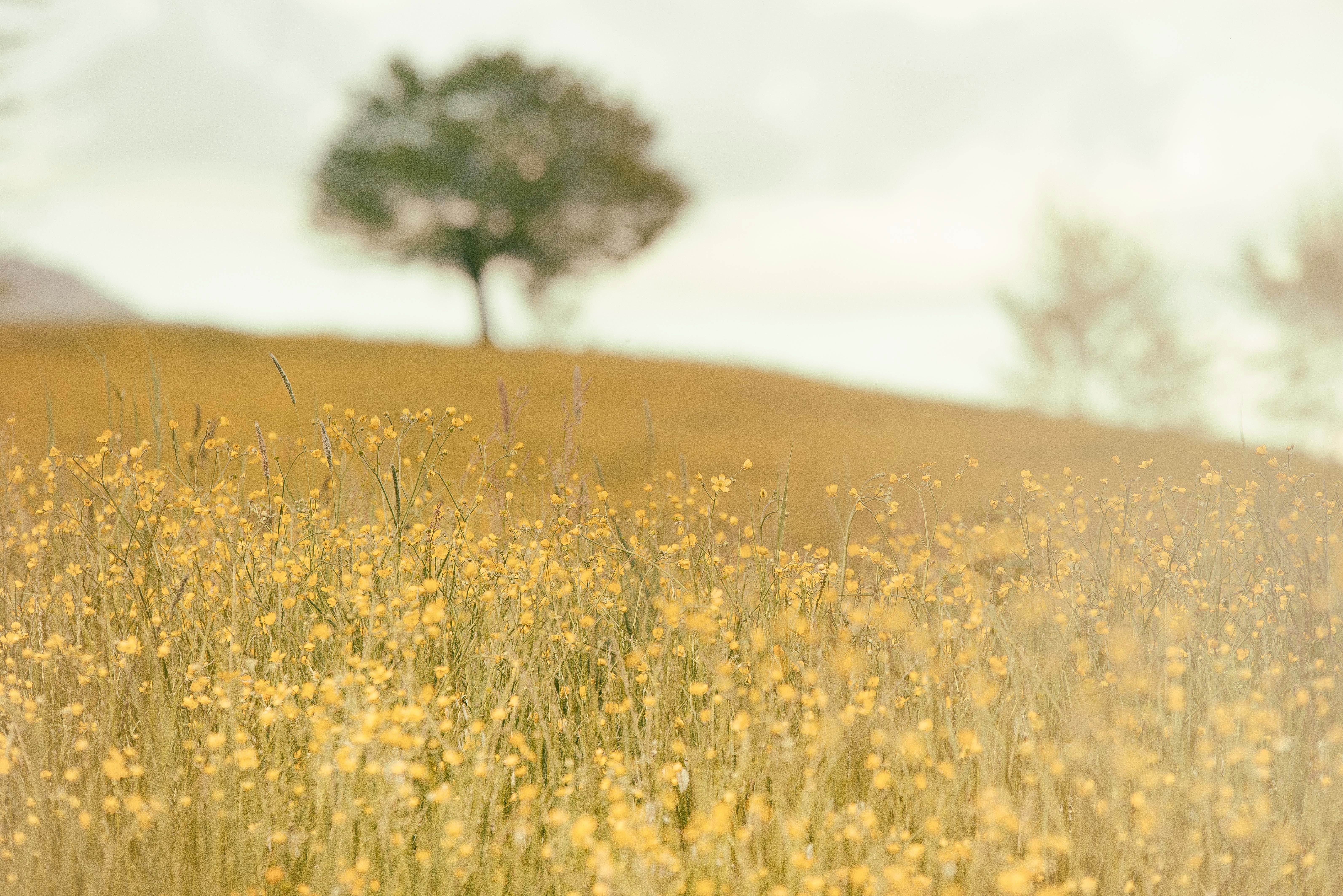 Einzelner Baum, Wiese, Hügel, Unschärfe, Gelbe Blumen, Sommer, 6K, PC-Hintergrundbild