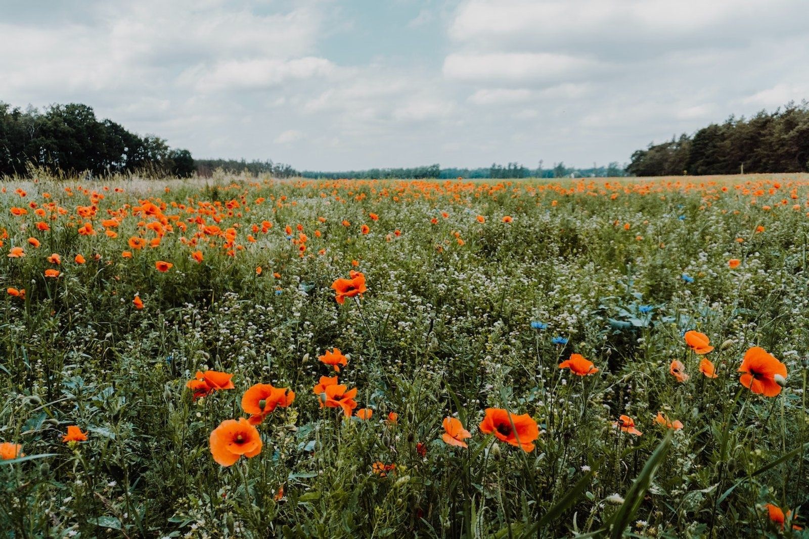 Mohnblumen, Feld, Wiese, Bäume, Bewölkter Himmel, Sommer, HD, PC-Hintergrundbild