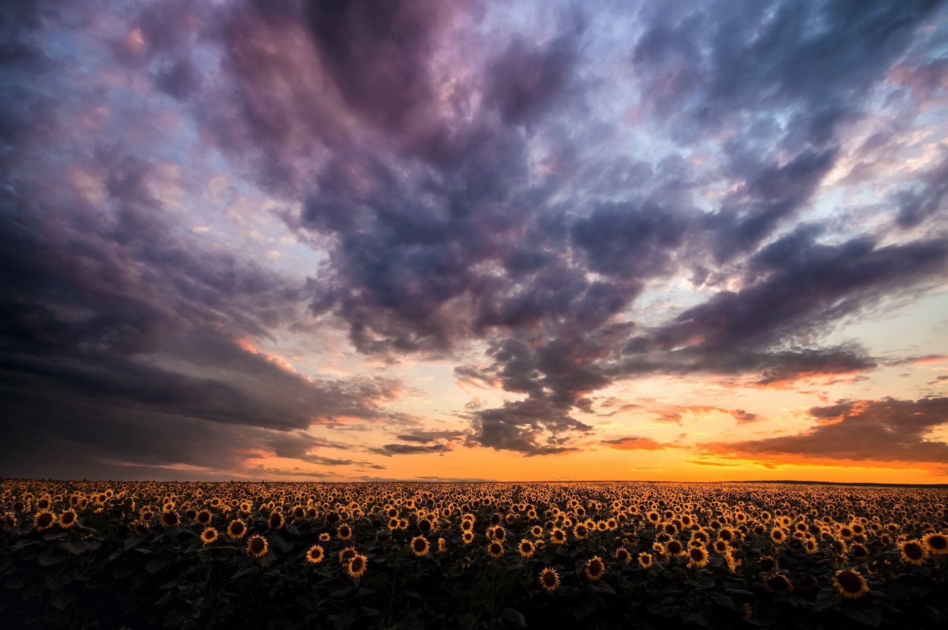 Sonnenblumenfeld, Dramatischer Himmel, Sonnenuntergang, Lila Wolken, Horizont, Full-HD-Hintergrundbild