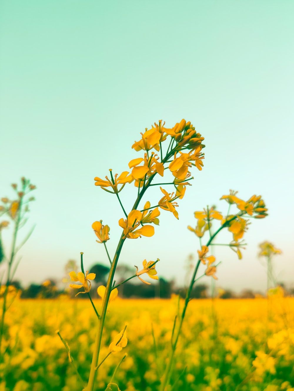 Rapsfeld, Rapsblüte, Gelbe Blüten, Mintgrüner Himmel, Nahaufnahme, Hintergrundbild fürs iPad