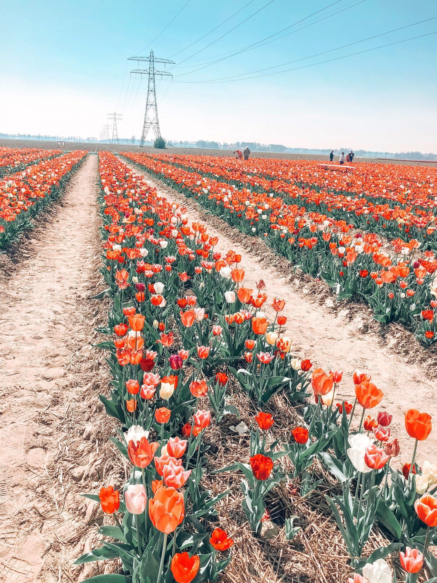 Tulpenfeld, Tulpen, Blumenreihen, Strommast, Blauer Himmel, Frühling, QHD+, iPad-Hintergrundbild