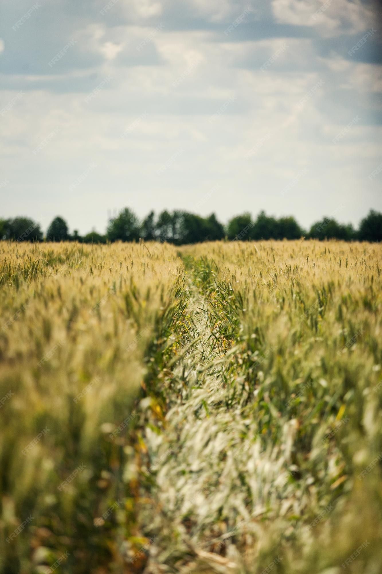 Weizenfeld, Fahrspur, Grüne Ähren, Bäume, Bewölkter Himmel, Full HD, Handy-Hintergrundbild
