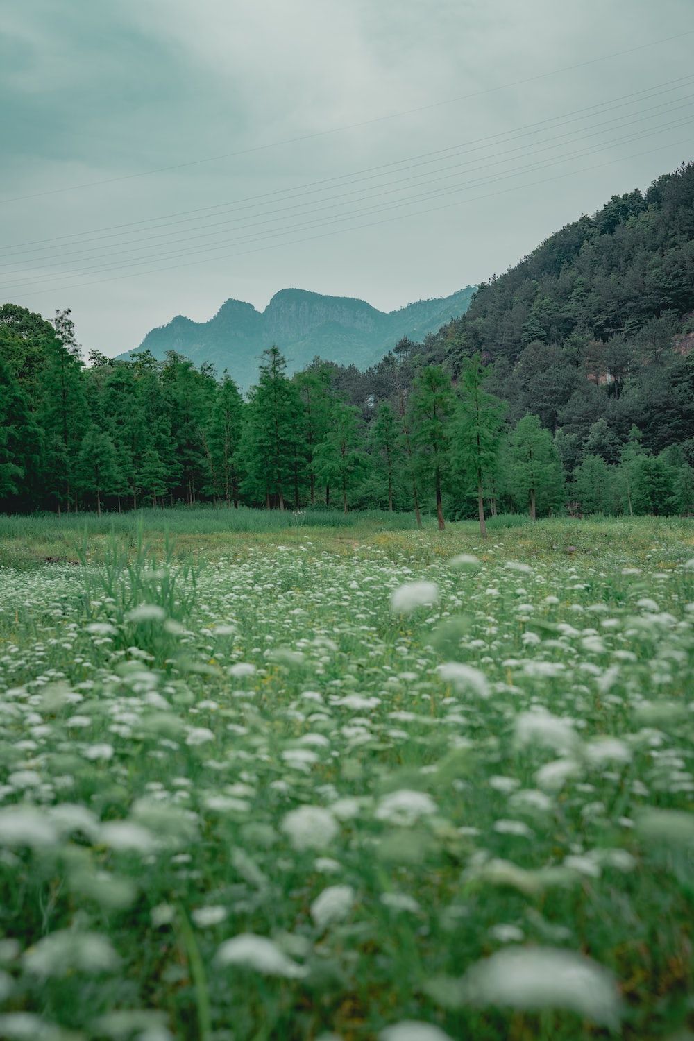 Blumenwiese, Weiße Blüten, Berge, Wald, Grün, HD, Handy-Hintergrund im Hochformat