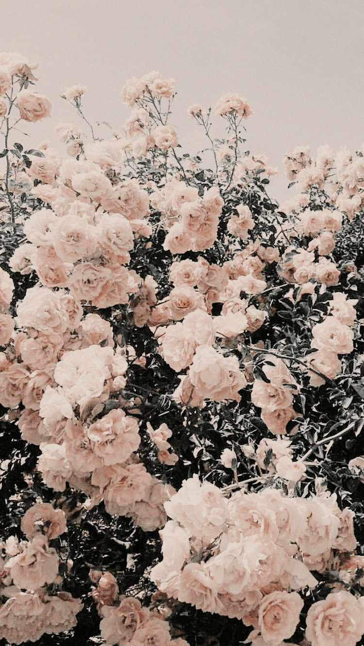 Rosen, Rosenstrauch, Blumen, Pastell, Beige, Romantisch, Android-Hintergrundbild