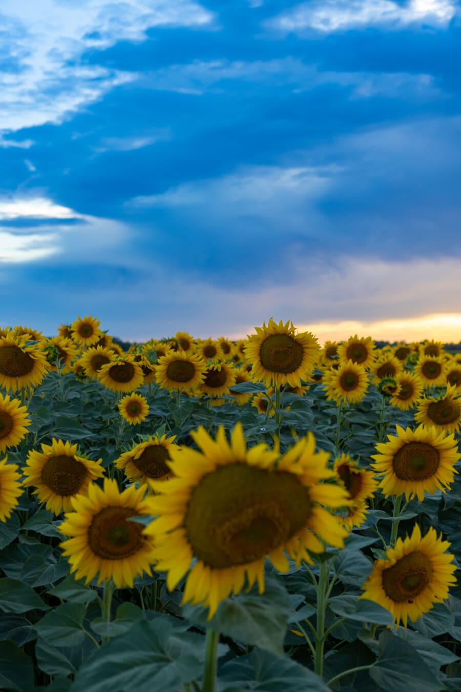 Sonnenblumen, Sonnenblumenfeld, Blauer Himmel, Wolken, Sommer, HD, iPhone-Hintergrundbild