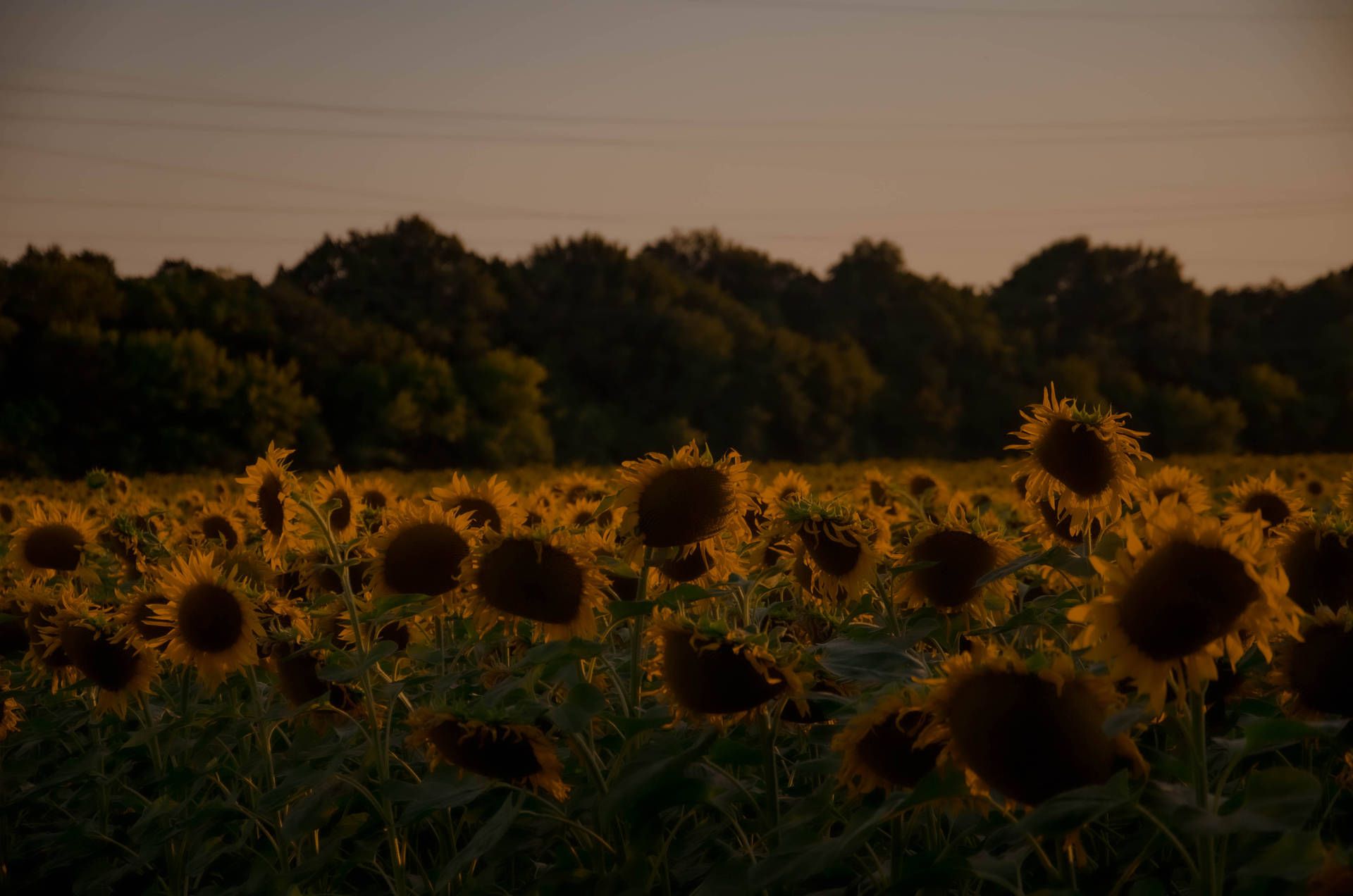 Sonnenblumenfeld, Abenddämmerung, Wald, Sonnenblumen, Dunkel, Full HD, Laptop-Hintergrundbild