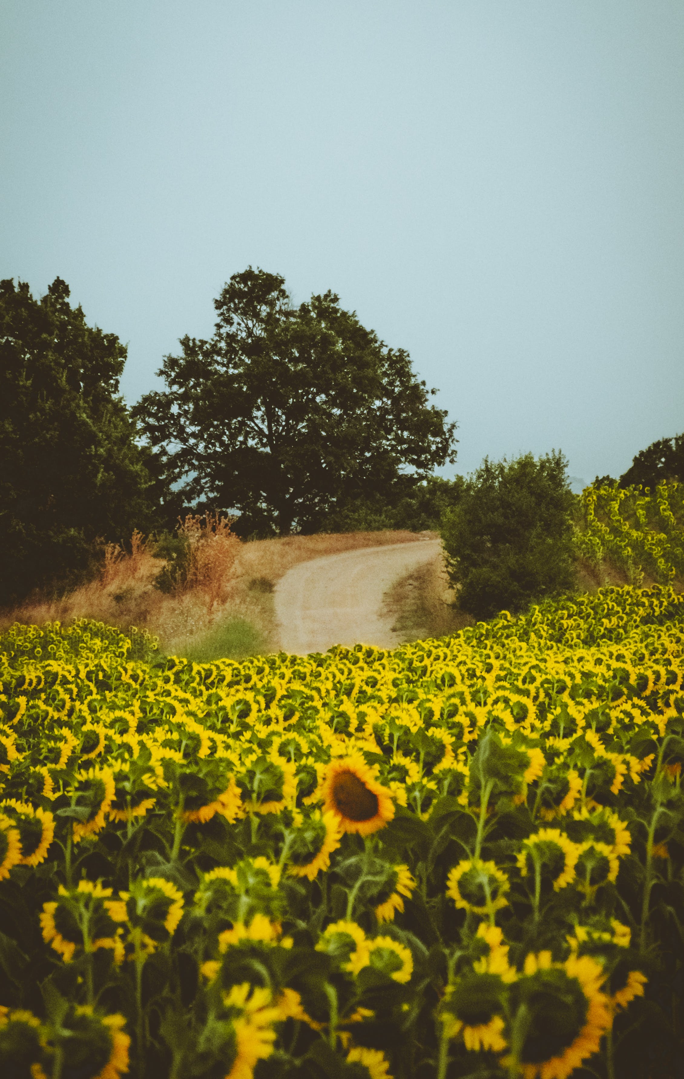 Sonnenblumenfeld, Feldweg, Bäume, Hügel, Blassblauer Himmel, QHD+, Handy-Hintergrundbild