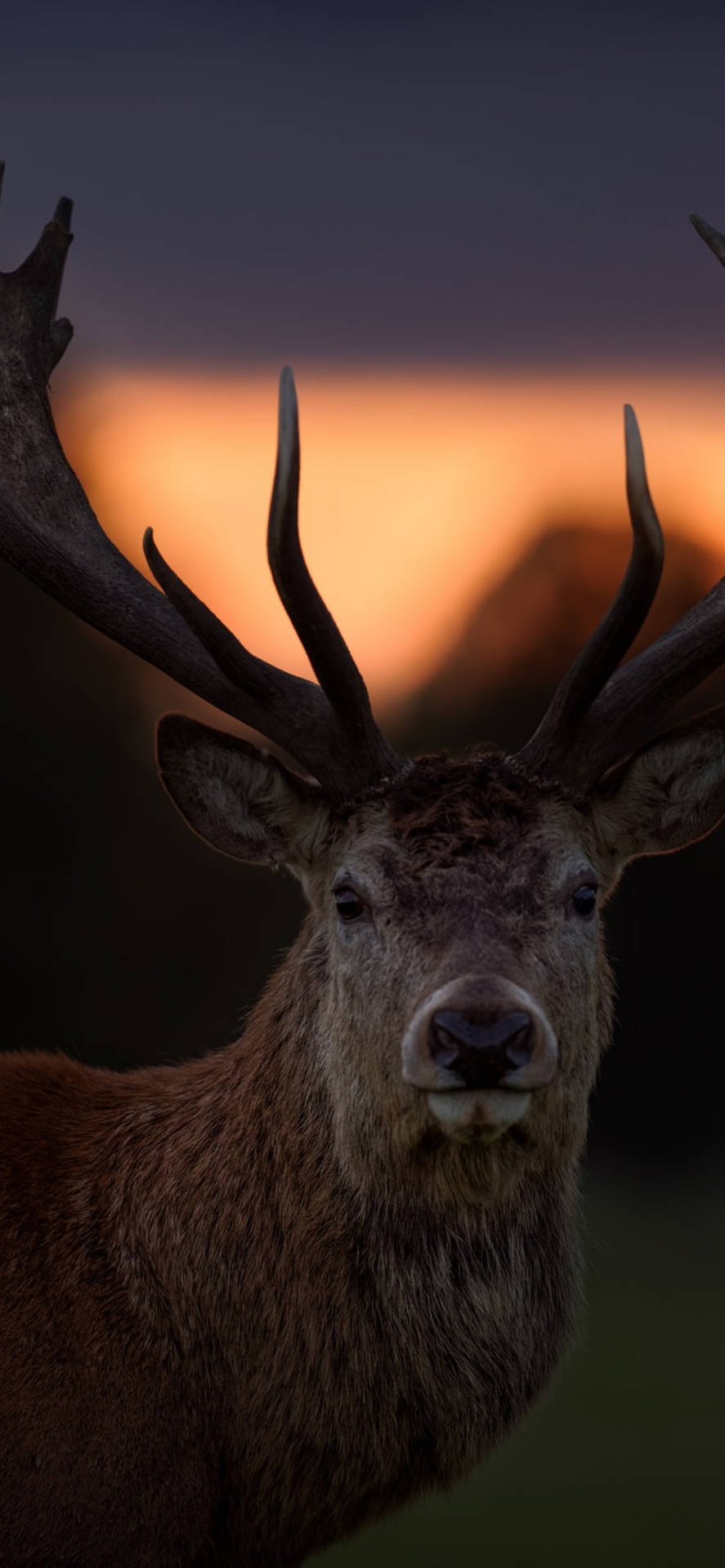 Rothirsch, Porträt, Abenddämmerung, Geweih, HD, Hintergrundbild fürs Handy