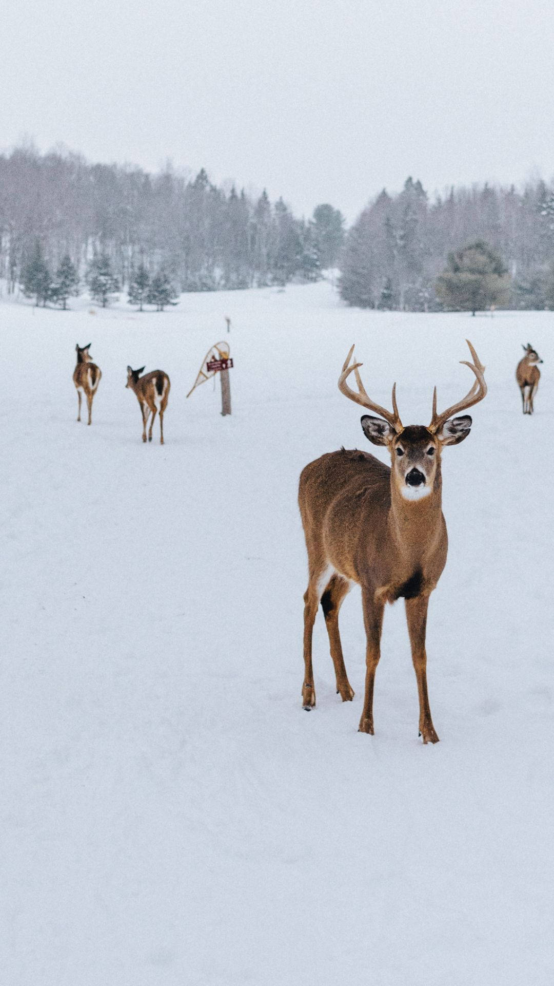 Hirsche, Schneefeld, Winter, Rudel, Full HD, Handy-Hintergrund im Hochformat