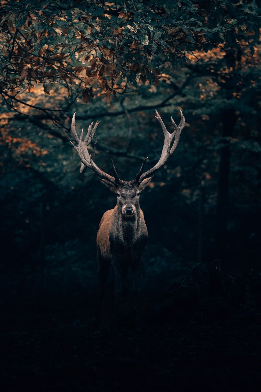 Hirsch, Dunkler Wald, Geweih, Stimmungsvoll, Hochformat, Hintergrundbild fürs Smartphone