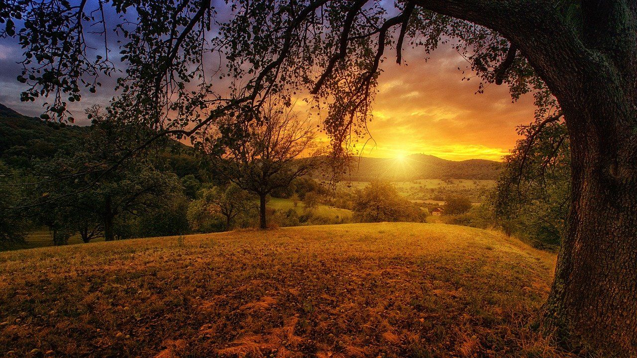 Sonnenuntergang, Wiese, Bäume, Goldenes Licht, Landschaft, HD, Desktop-Hintergrund