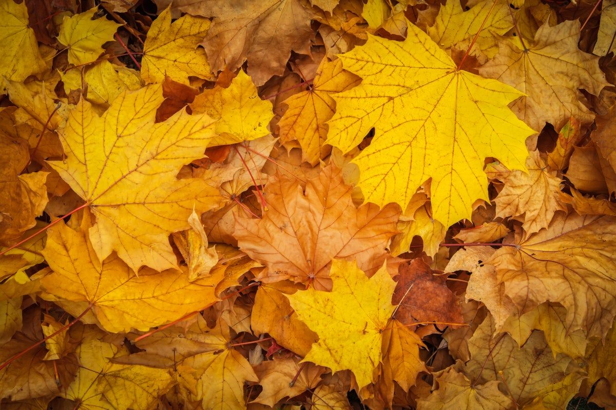 Gelbe Ahornblätter, Laub, Gold, Nahaufnahme, Hintergrund