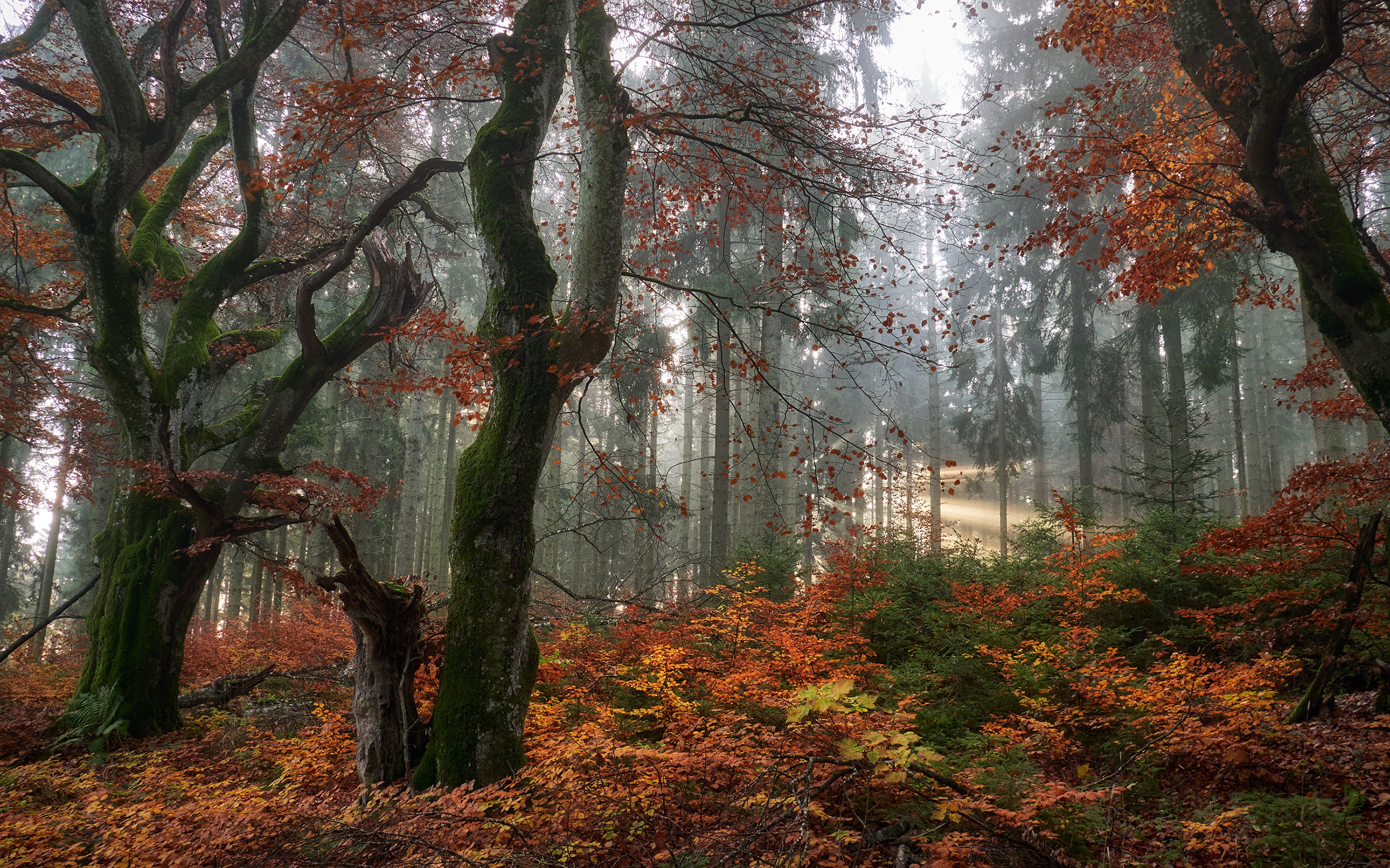 Herbstwald, Moos, Farn, Alte Bäume, Nebel, 16:10, 4K-Hintergrundbild für den Desktop