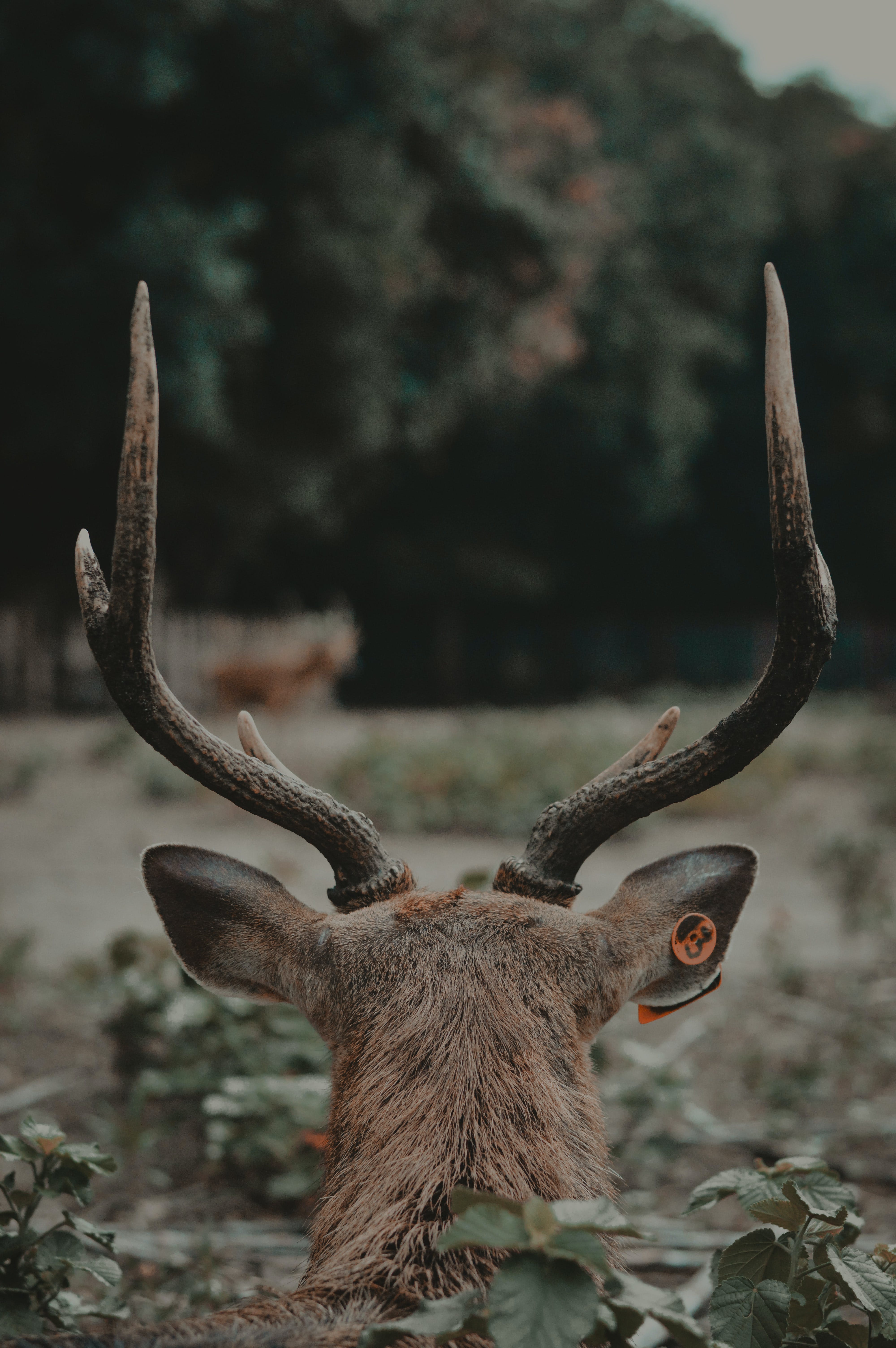 Hirschgeweih, Rückansicht, Wald, Rothirsch, QHD+, Handy-Hintergrund im Hochformat