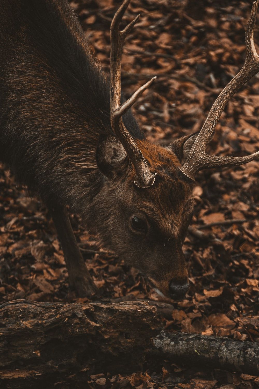 Hirsch, Laubboden, Geweih, Herbst, Braune Töne, HD, iPad-Hintergrundbild