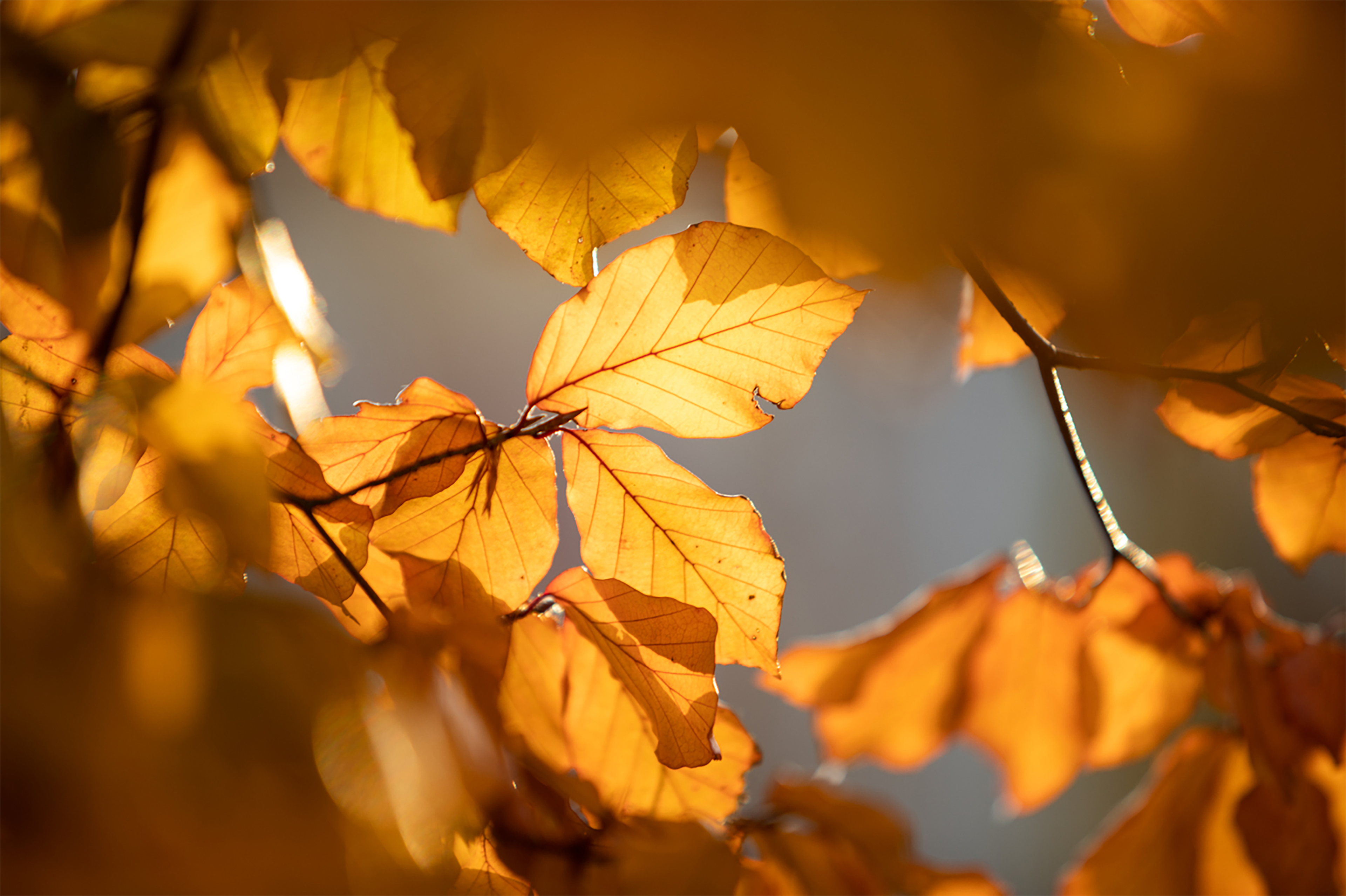 Buchenblätter, Gegenlicht, Gelb, Orange, Zweig, 4K, Hintergrundbild für den PC