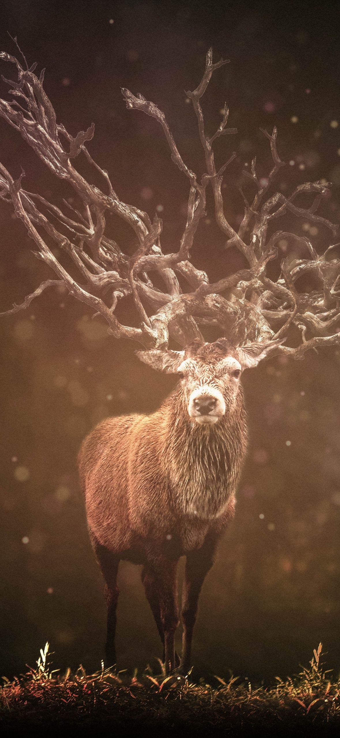 Hirsch, Leuchtendes Geweih, Fantasy, Dunkel, Full HD, Hintergrundbild fürs Handy