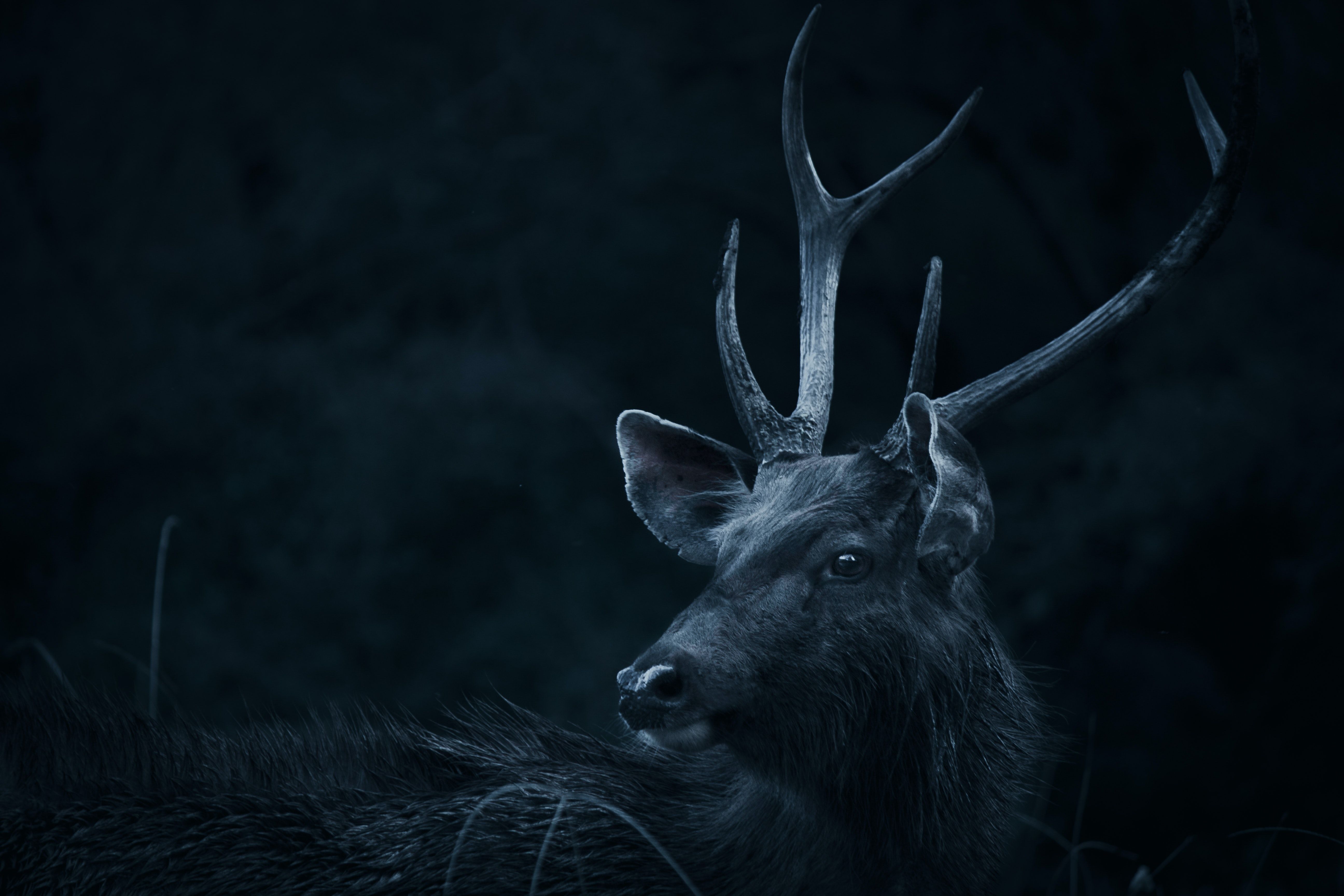 Hirsch, Dunkelblau, Profil, Geweih, Dunkle Stimmung, 5K, Hintergrundbild für den PC