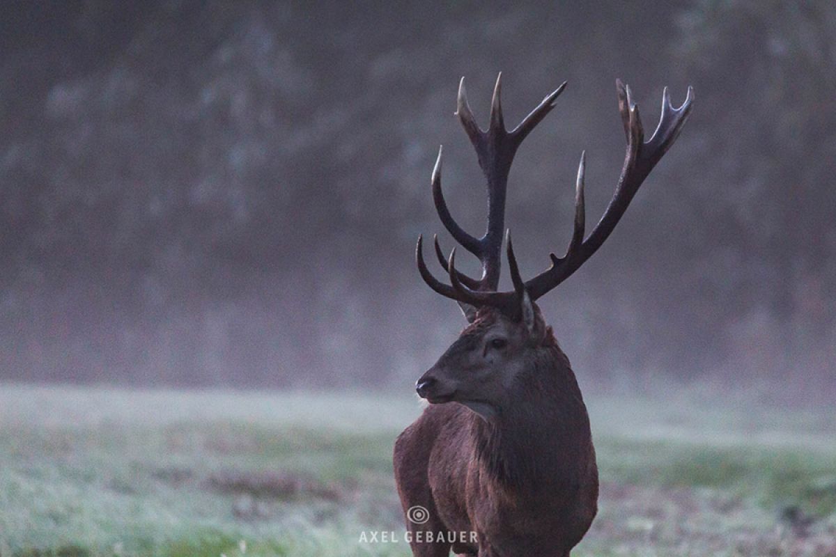 Rothirsch, Nebel, Wiese, Geweih, Profil, Hintergrundbild