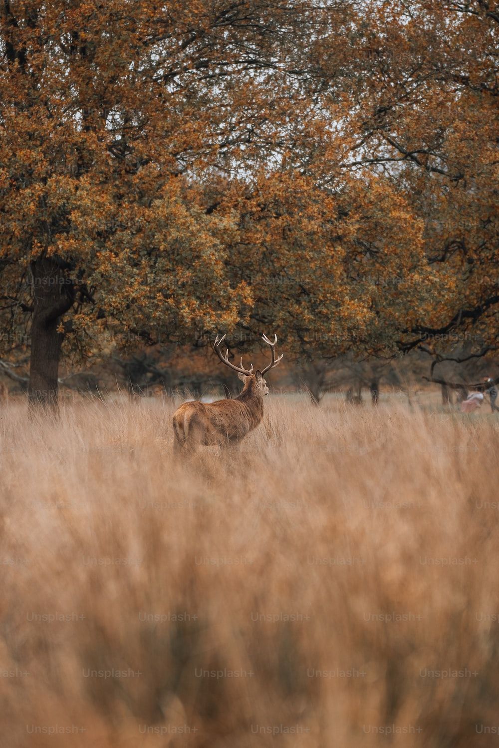 Reh, Hohes Gras, Herbstbäume, Wiese, HD, Hintergrundbild fürs Tablet