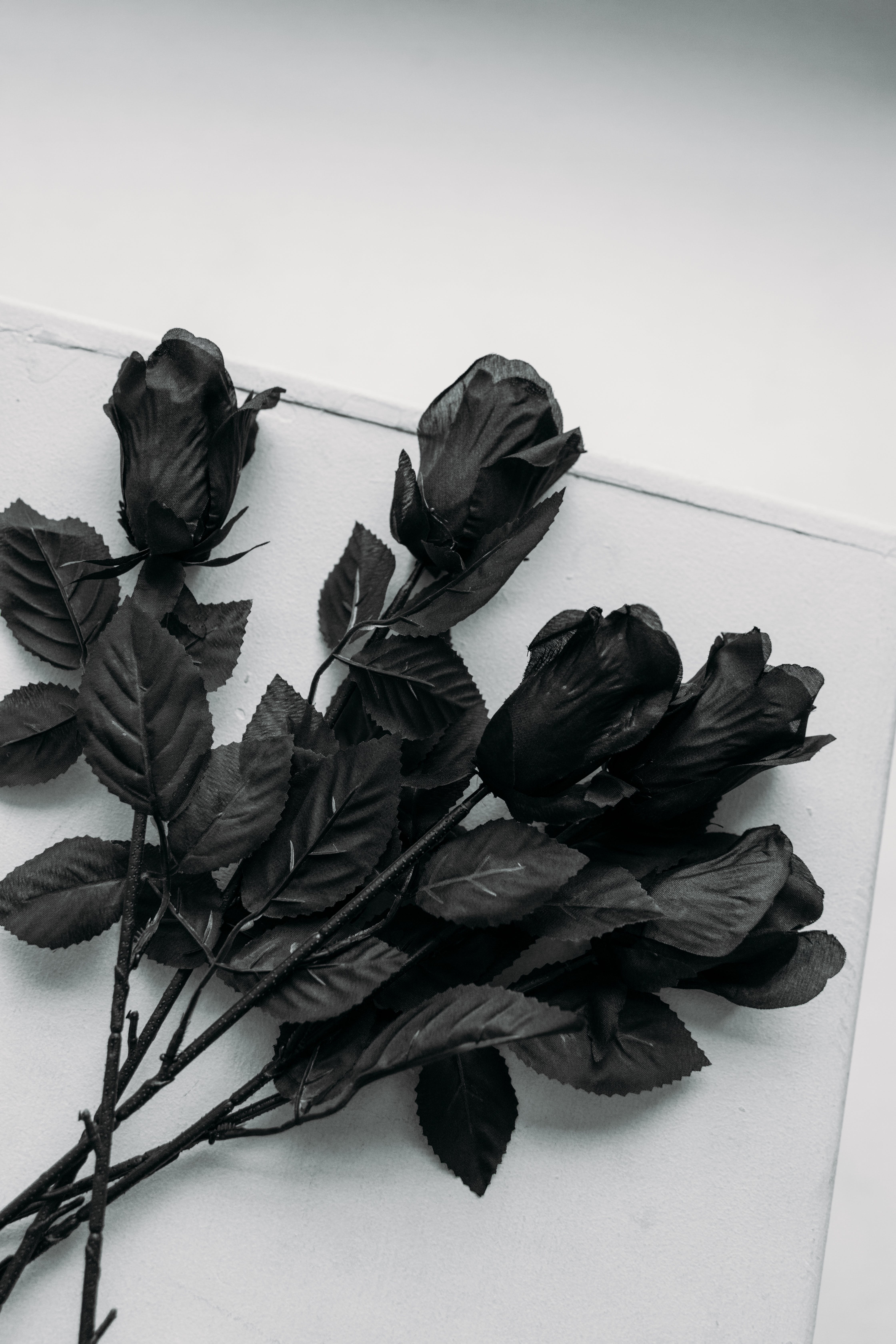 Schwarze Rosen, Rosenstrauß, Weißer Hintergrund, Draufsicht, Minimalistisch, Sperrbildschirm