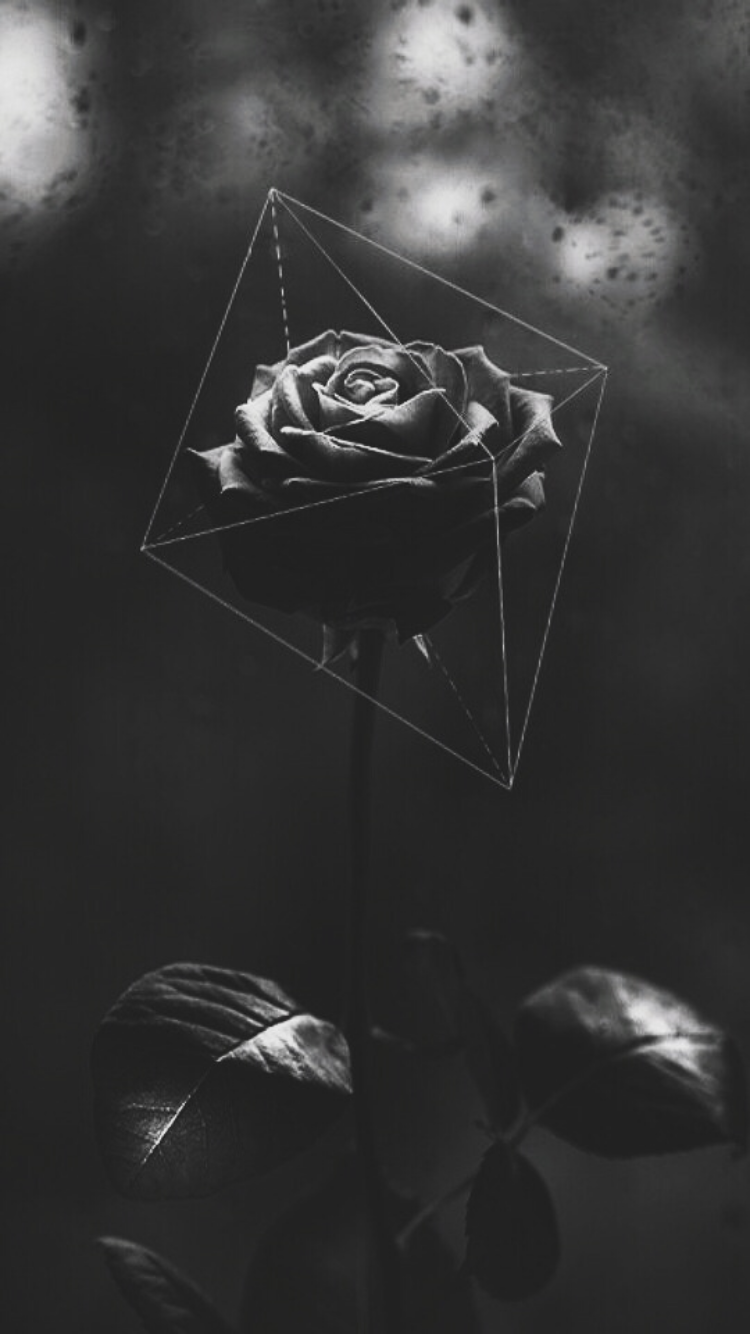 Schwarze Rose, Geometrie, Bokeh, Dunkel, Grafik, HD, Sperrbildschirm fürs iPhone