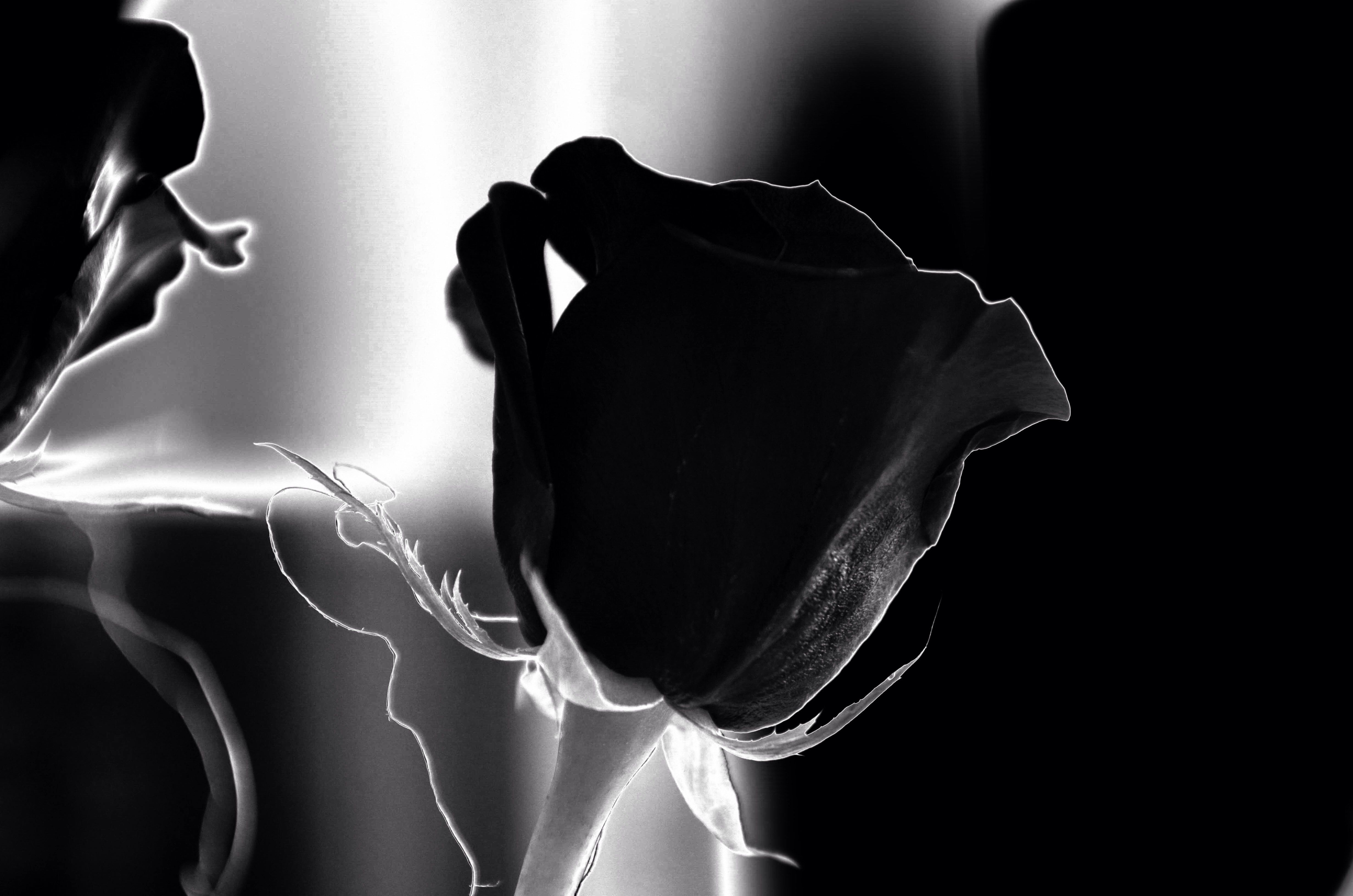 Schwarze Rose, Silhouette, Schwarz-Weiß, Kontrast, Rauch, 4K, Windows-Hintergrundbild