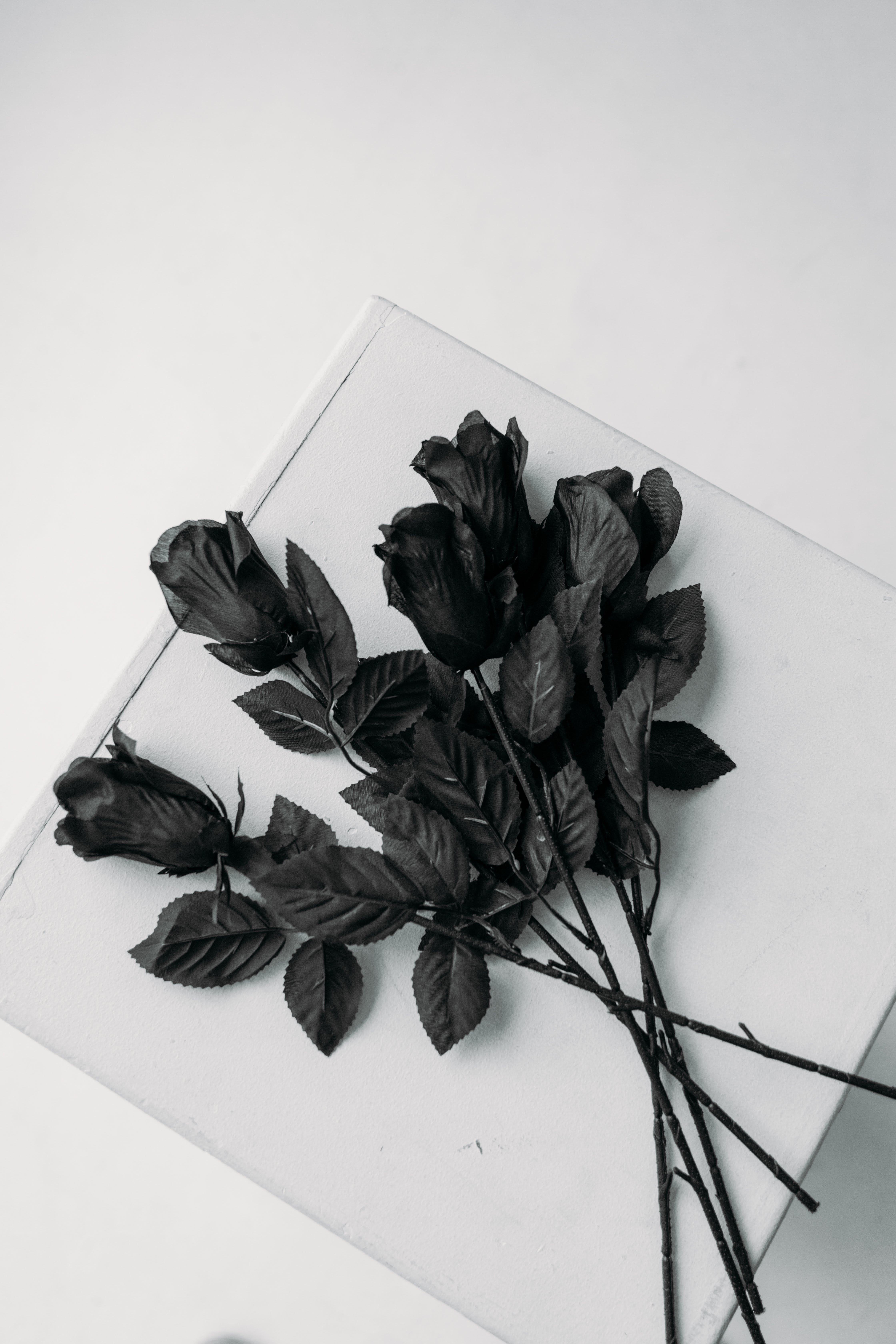 Schwarze Rosen, Rosenstrauß, Weißer Hintergrund, Draufsicht, Minimalistisch, Sperrbildschirm