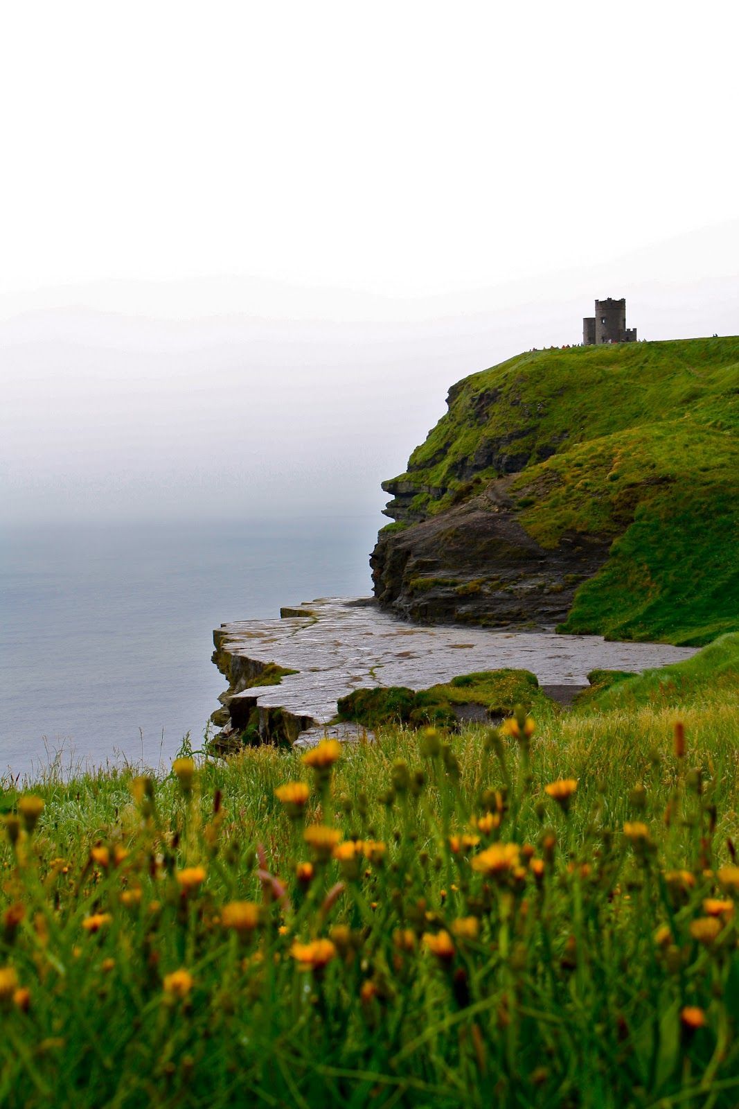Klippe, Turm, Löwenzahn, Wiese, Küste, Irland, HD, Hintergrundbild fürs Tablet