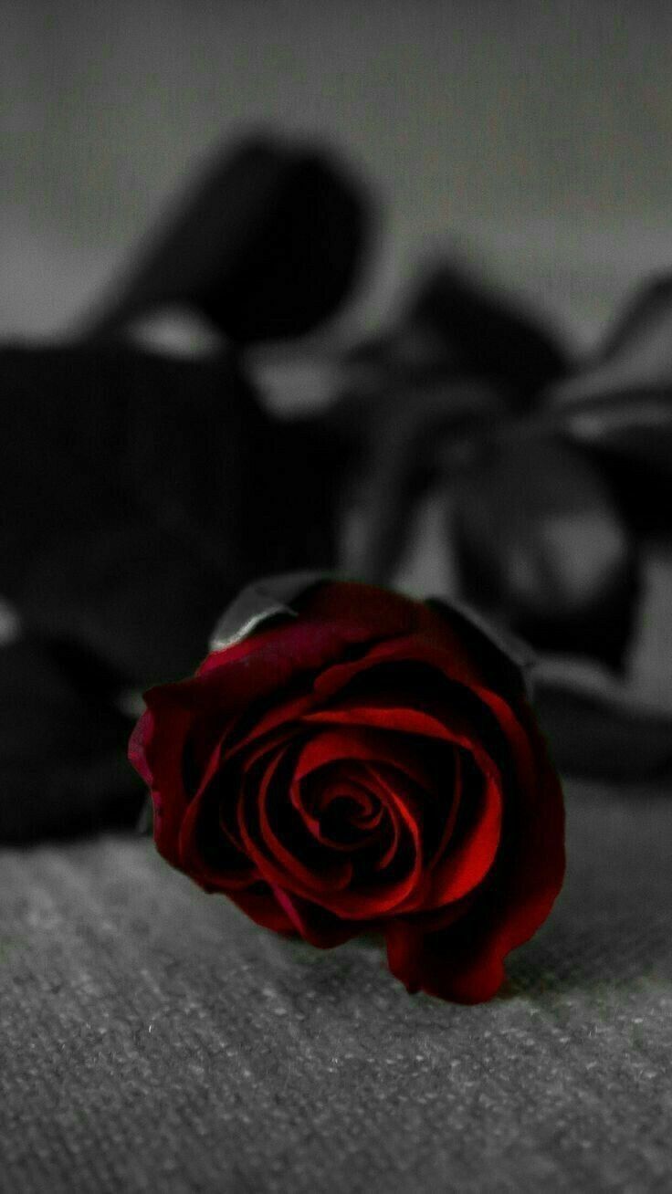 Dunkle Rose, Schwarz-Weiß, Dunkelrot, Melancholie, HD, Handy-Hintergrund im Hochformat
