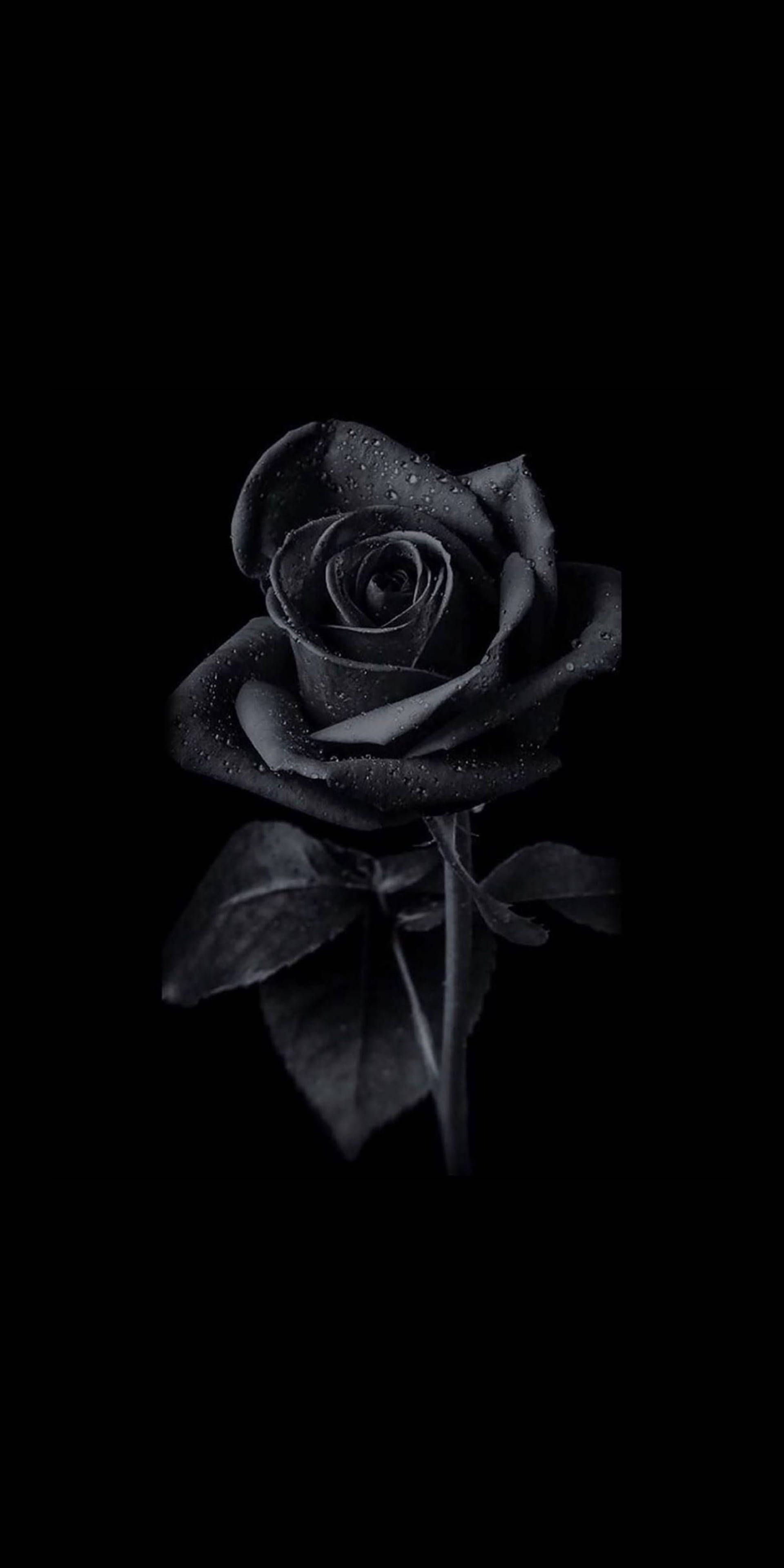 Schwarze Rose, Schwarzer Hintergrund, Minimalistisch, Dunkel, Sperrbildschirm fürs iPhone