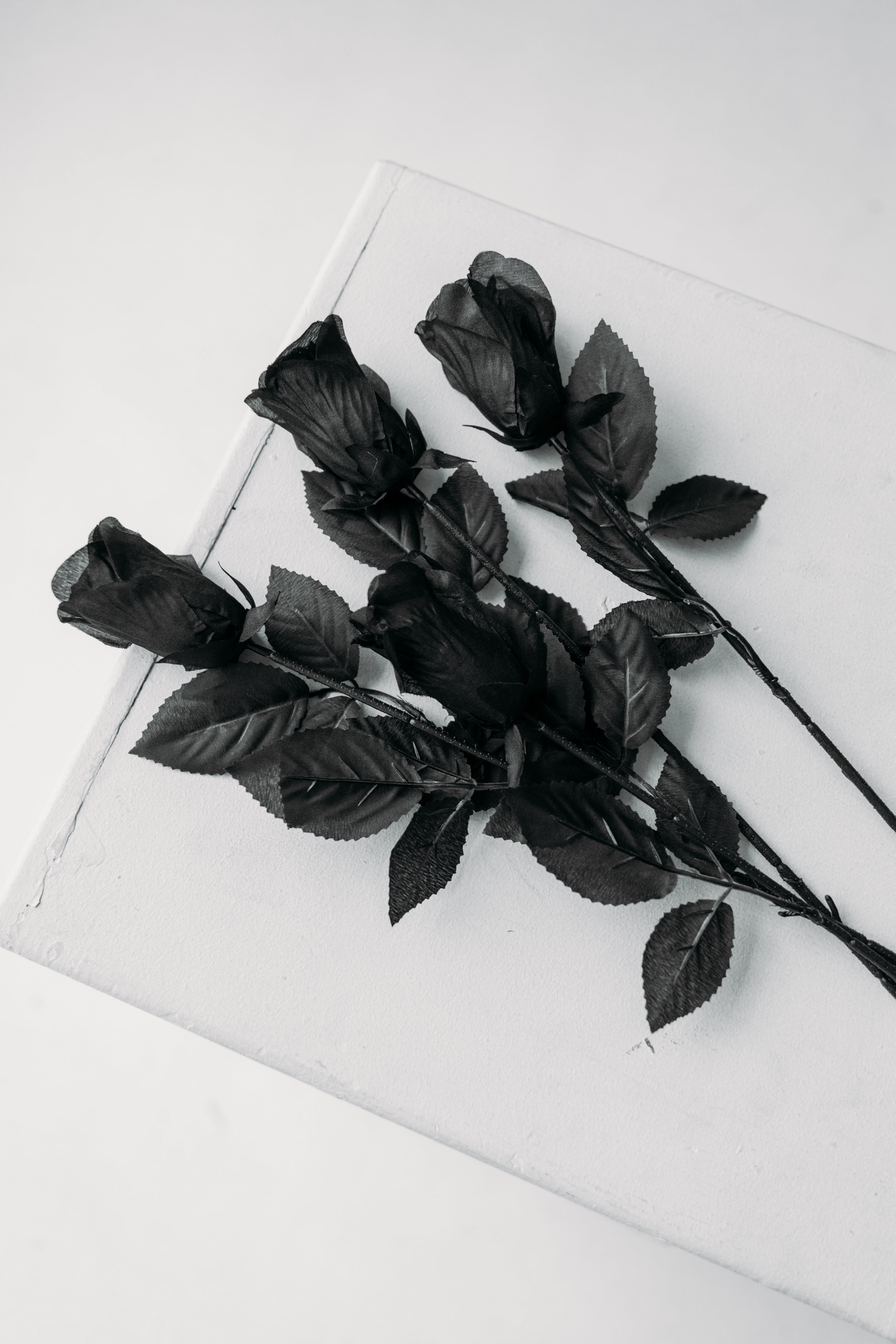 Schwarze Rosen, Rosenstrauß, Weißer Hintergrund, Draufsicht, Sperrbildschirm fürs iPhone