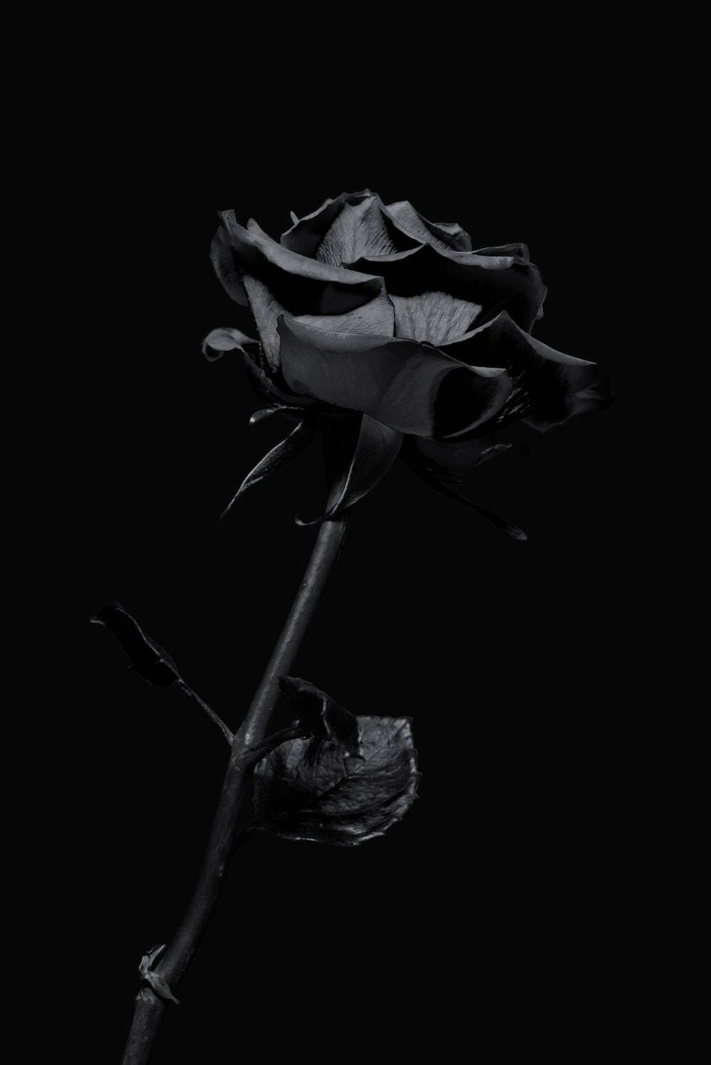 Schwarze Rose, Rosenknospe, Schwarzer Hintergrund, Stiel, Dunkel, HD Wallpaper