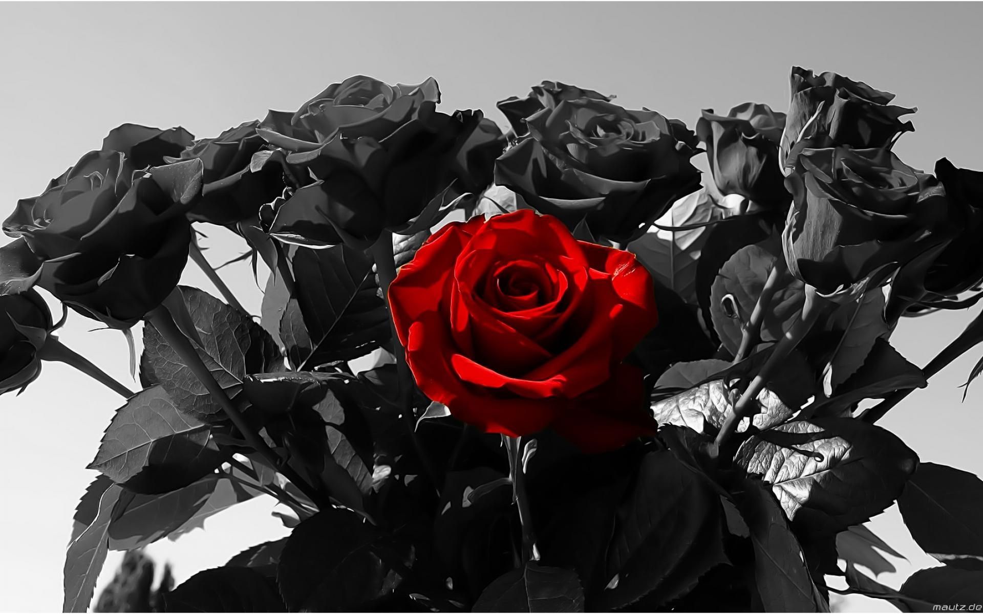 Rote Rose, Schwarze Rosen, Blumenstrauß, Kontrast, Colorkey, Full HD, Desktop-Hintergrund