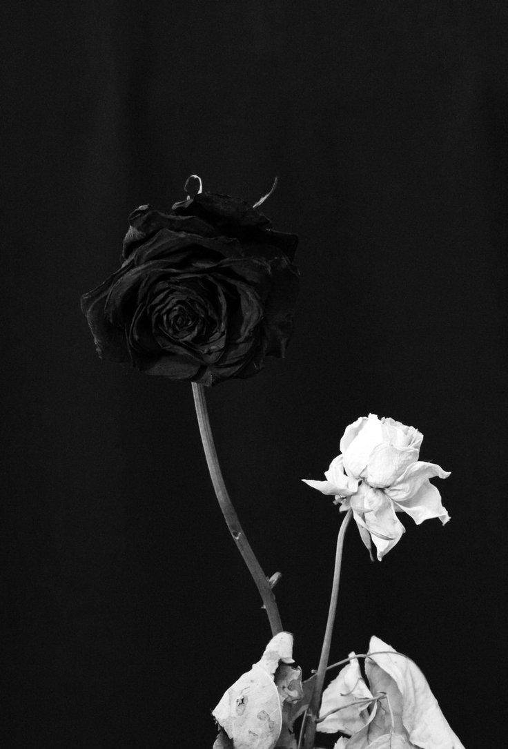 Schwarze Rose, Weiße Rose, Schwarz-Weiß, Kontrast, Stiel, HD, iPad-Hintergrundbild