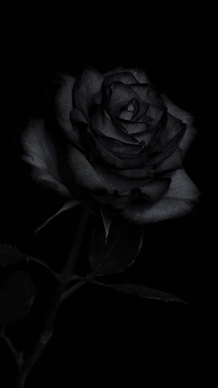 Schwarze Rose, Schwarzer Hintergrund, Low Key, Dunkel, HD, Sperrbildschirm fürs iPhone