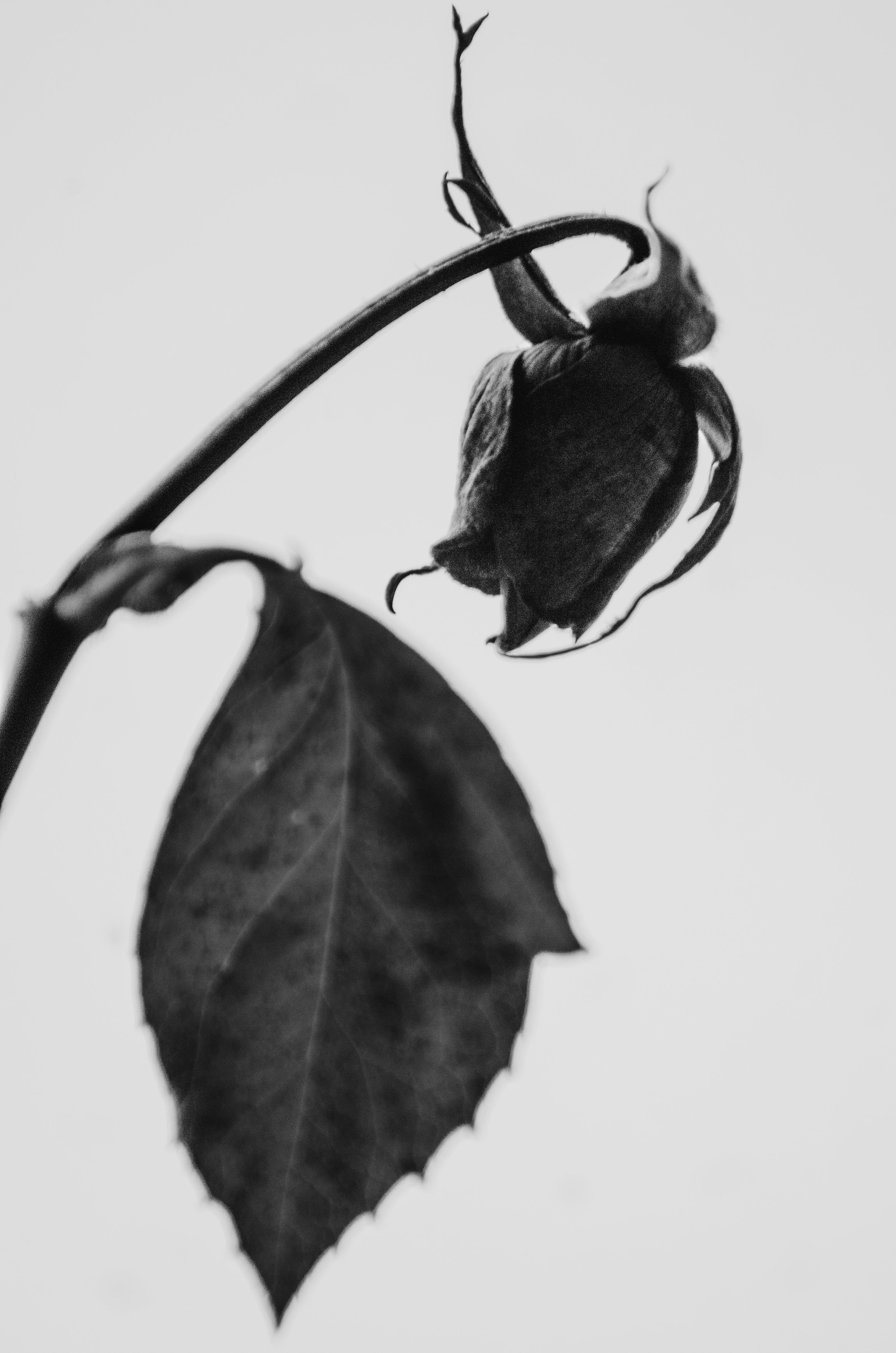 Welke Rose, Rosenknospe, Schwarz-Weiß, Blatt, Minimalistisch, QHD+, Handy-Hintergrund